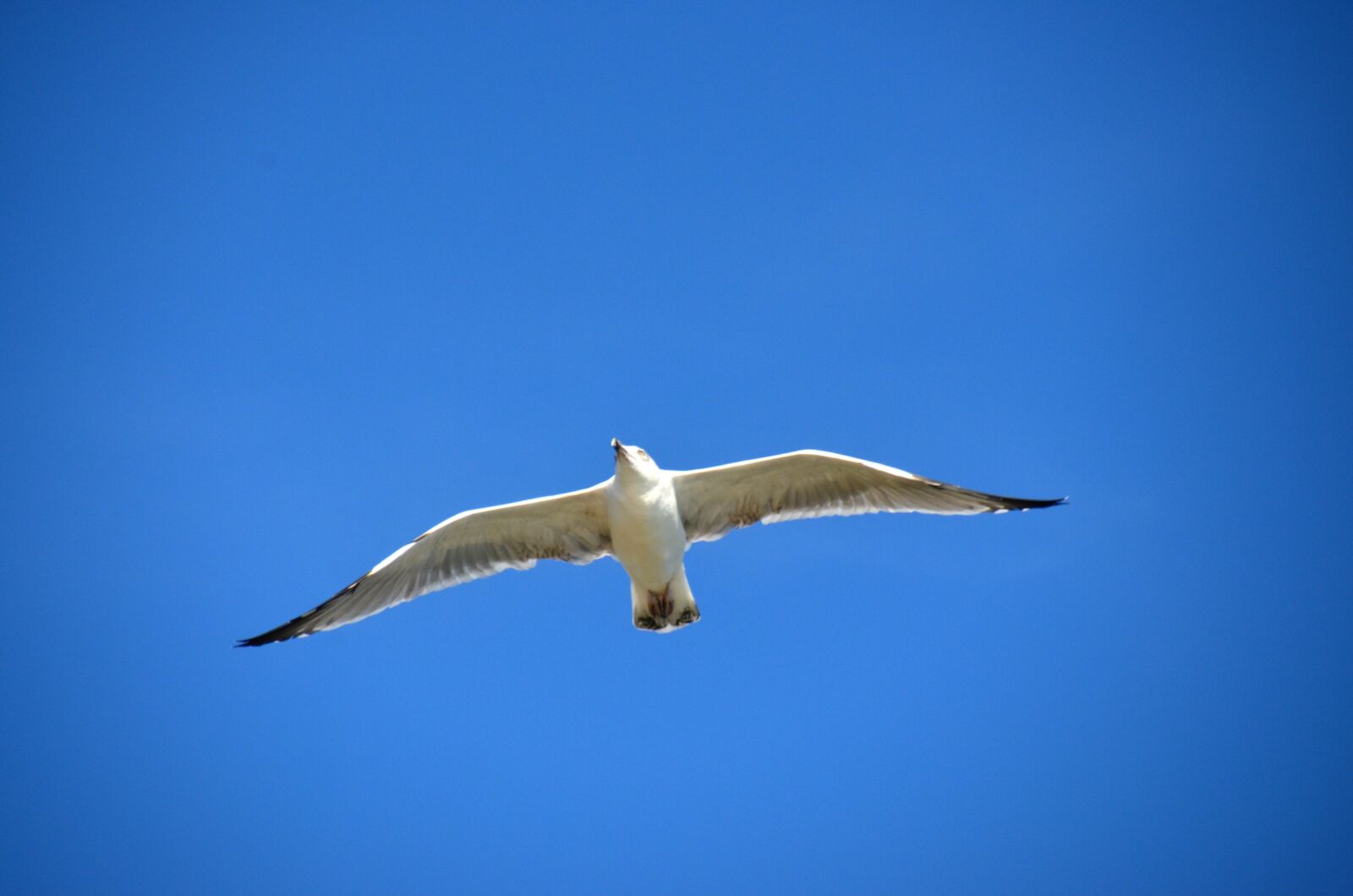 Nikon D5100 sample photo. Seagull, blue, bird photography