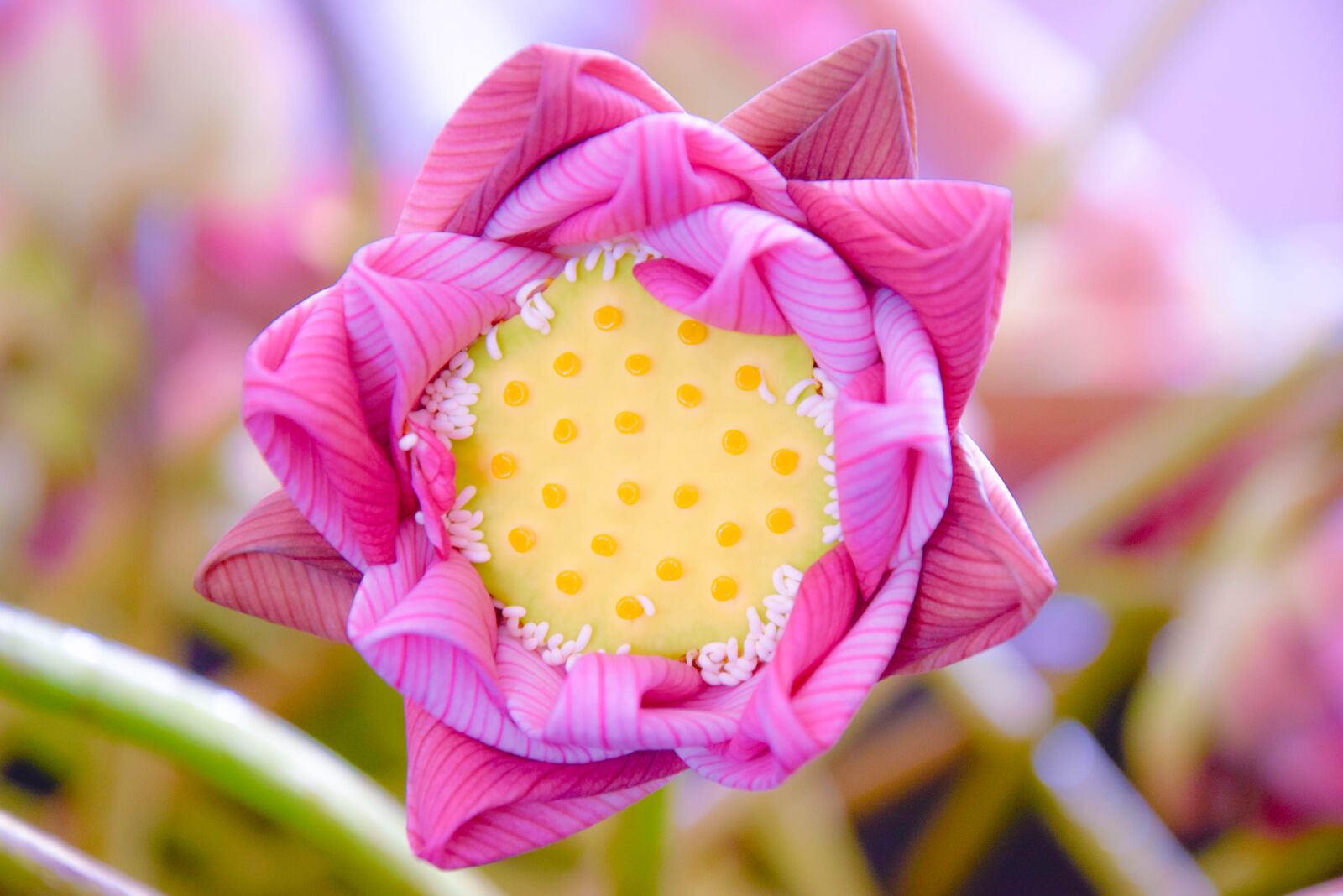 Nikon D3300 sample photo. Lotos, lotus, flowers photography