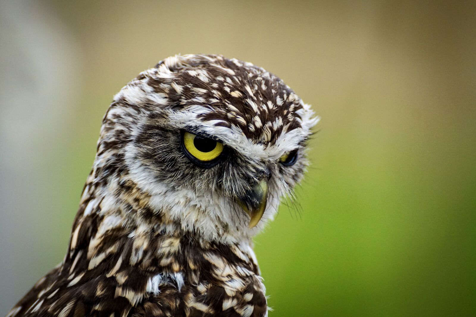 Sony DT 55-300mm F4.5-5.6 SAM sample photo. Burrowing, owl, little owl photography