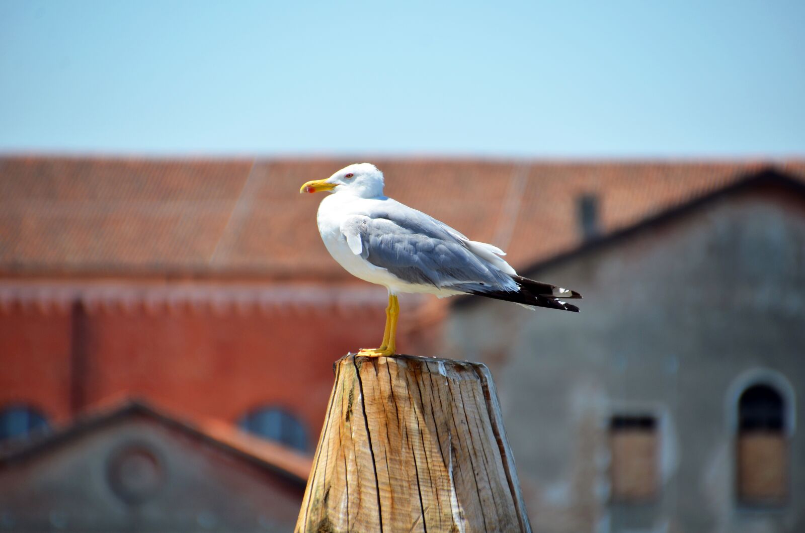Nikon D7000 sample photo. Seagull, bird, water bird photography