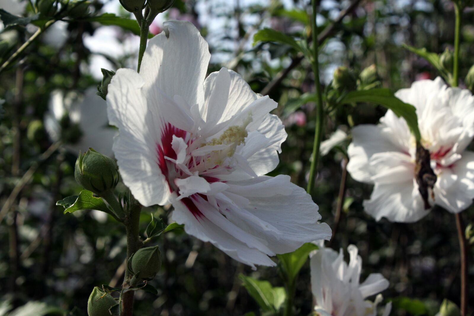 Canon EOS 50D sample photo. Rose of sharon, south photography