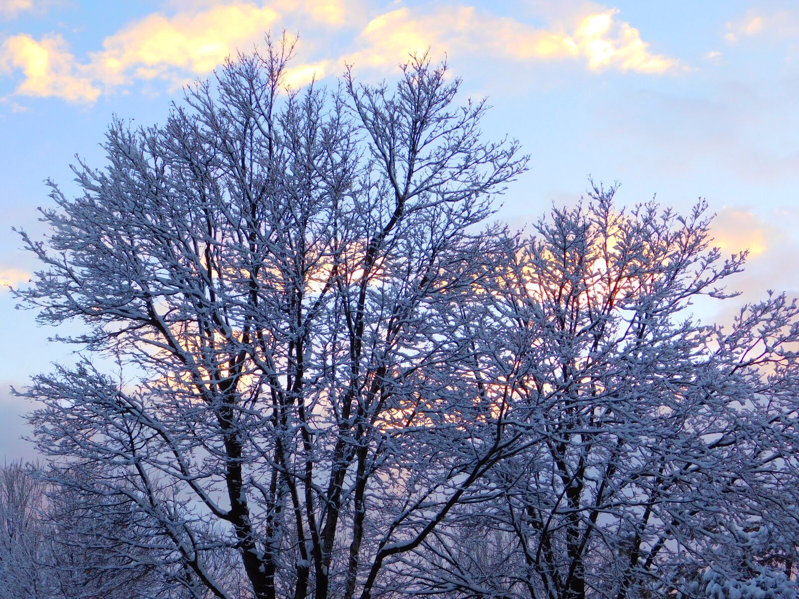 Nikon Coolpix L840 sample photo. Winter, snow, trees photography