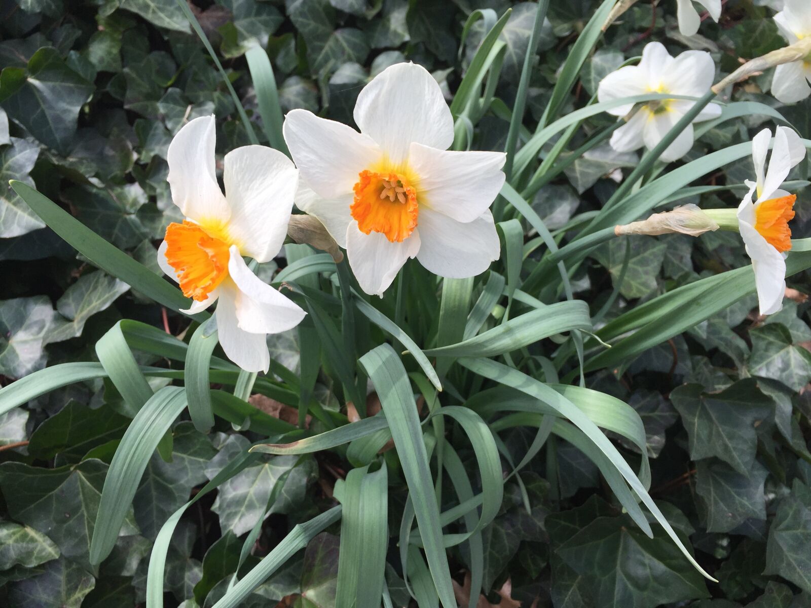iPhone 6 Plus back camera 4.15mm f/2.2 sample photo. Daffodils, plants, garden photography