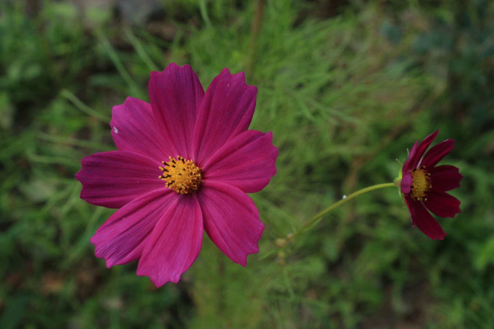 Canon EOS 550D (EOS Rebel T2i / EOS Kiss X4) sample photo. Purple flowers, flower, spring photography