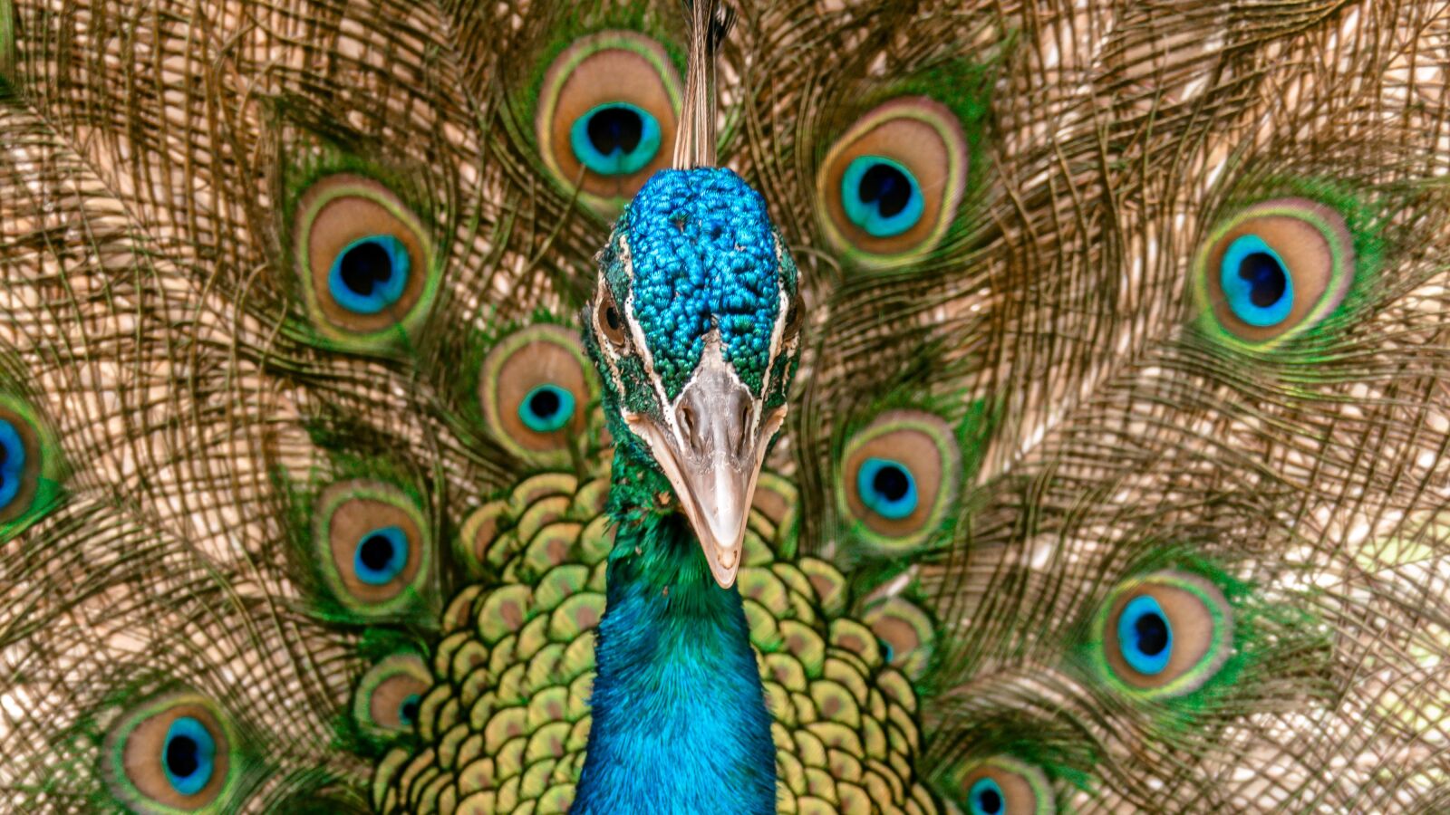Panasonic Lumix DMC-FZ300 sample photo. Peacock, portrait, animal photography