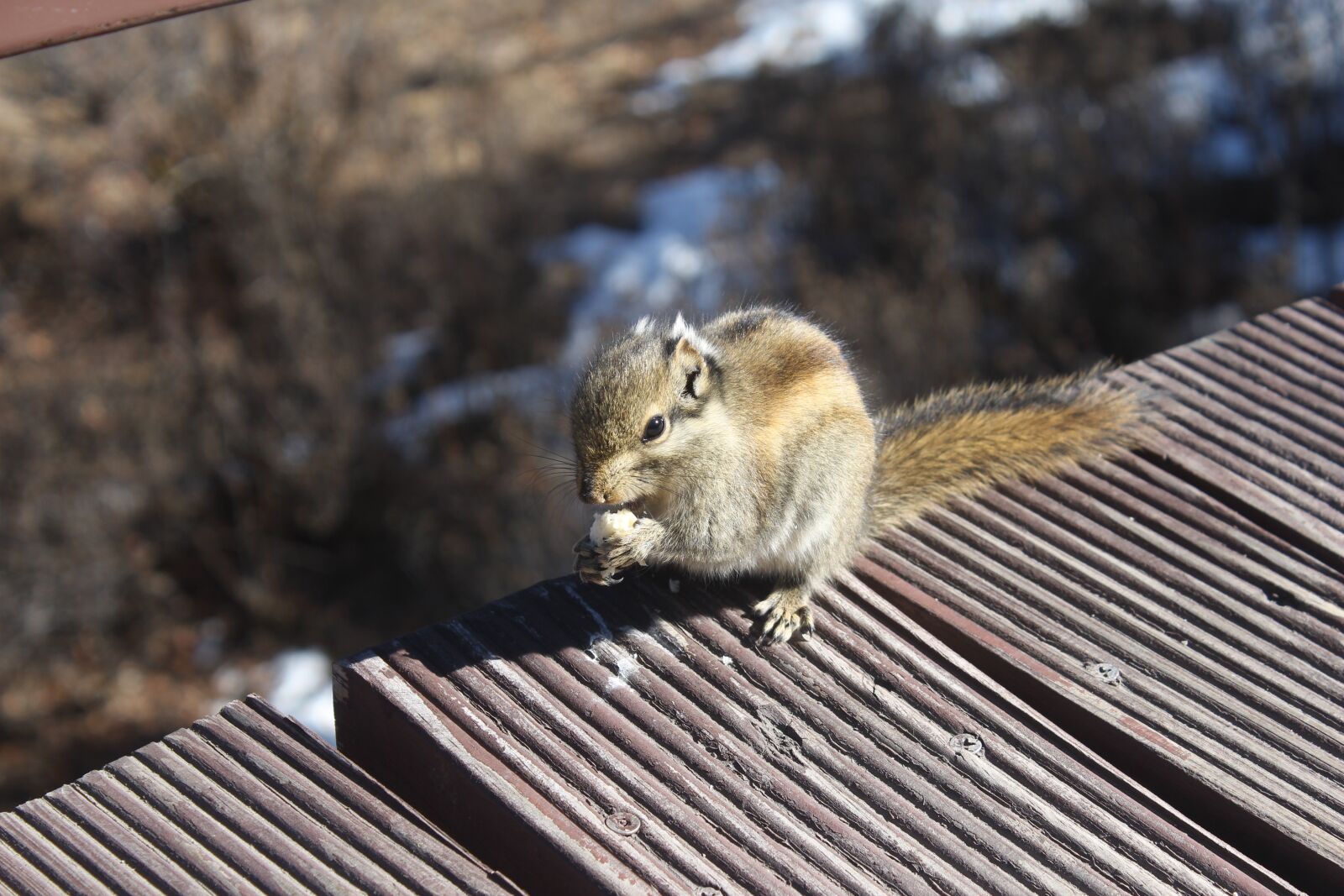 Canon EOS 650D (EOS Rebel T4i / EOS Kiss X6i) sample photo. Squirrel, animal, close-up photography
