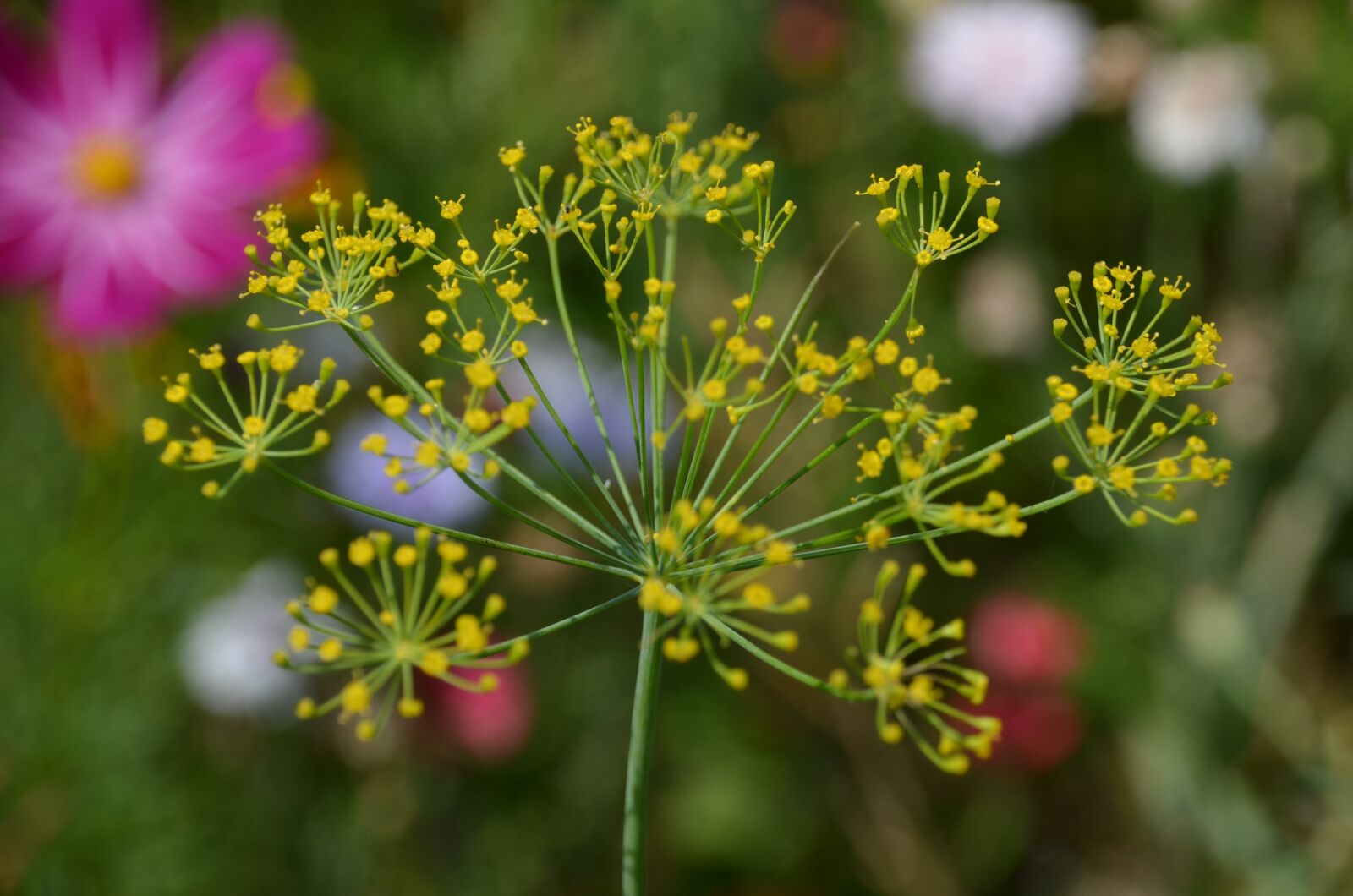 Nikon D5100 sample photo. Wild flower, herbs, medicinal photography
