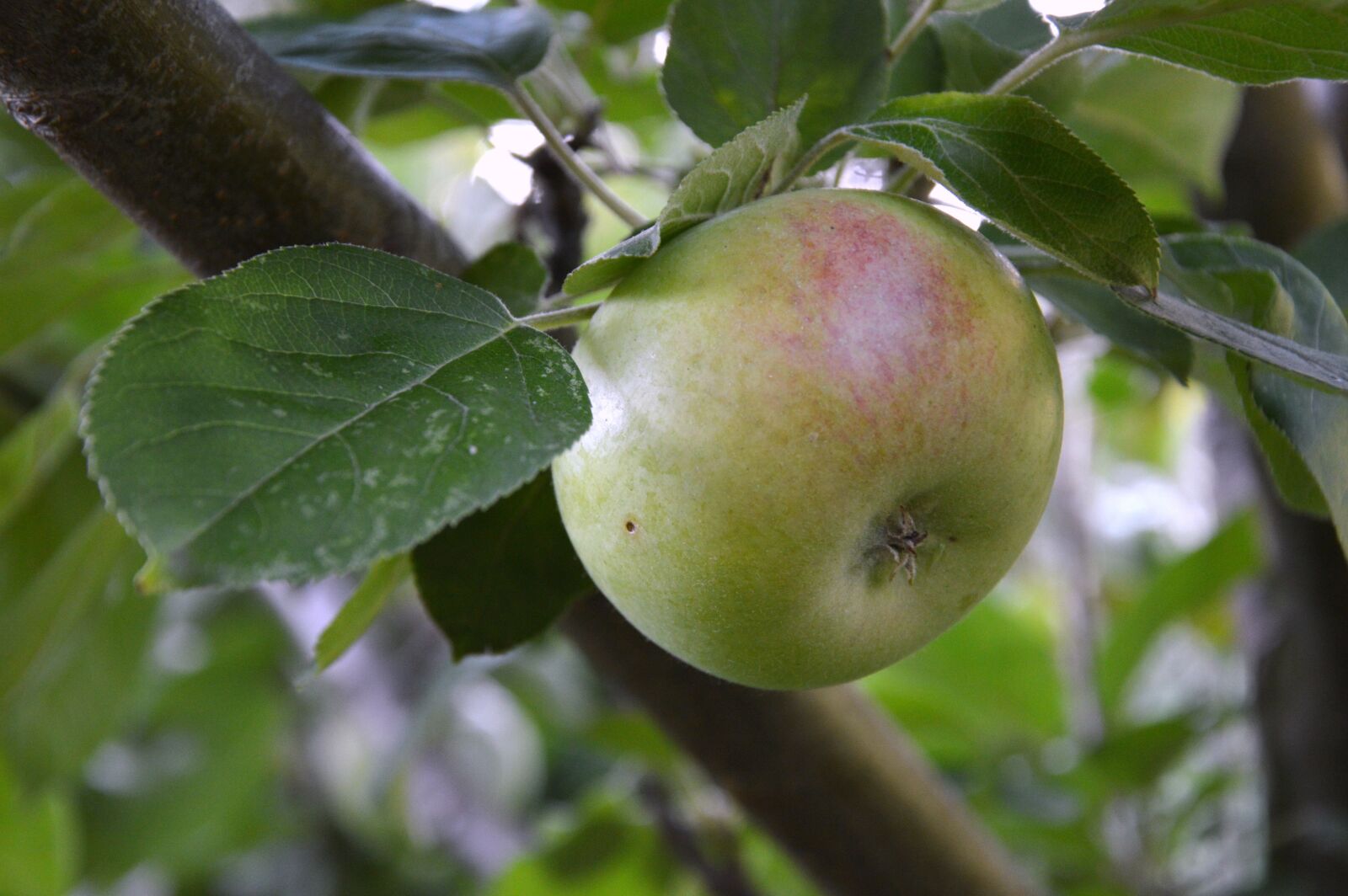 Nikon D3200 sample photo. Apple, fruit, nature photography