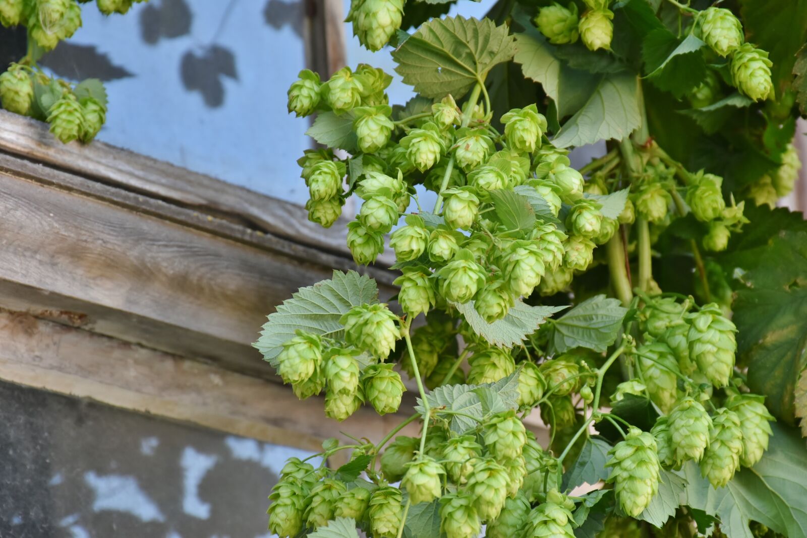 Nikon D7200 sample photo. Hop harvest, hop vines photography