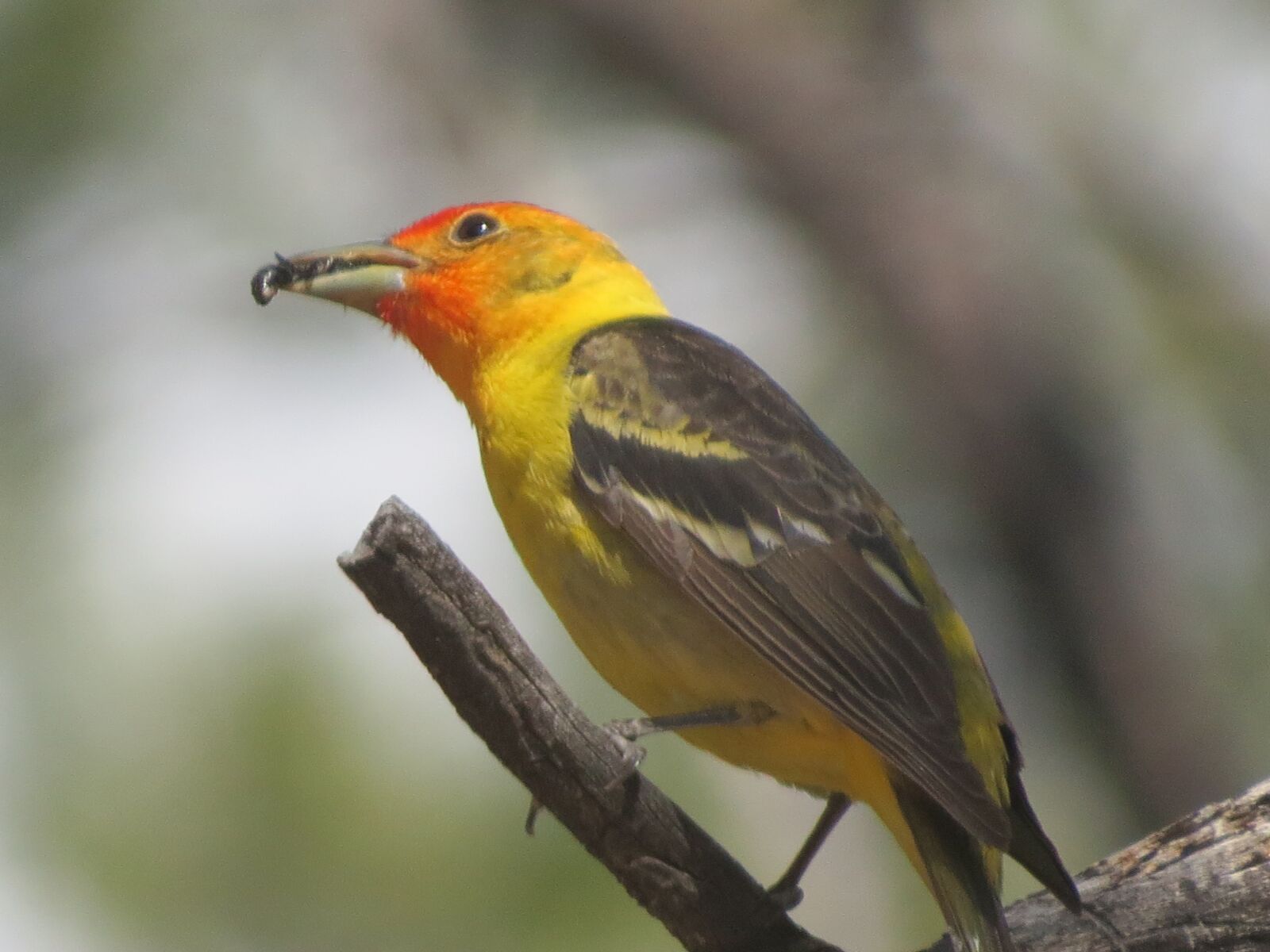 Canon PowerShot SX50 HS sample photo. Bird, colorful, wildlife photography
