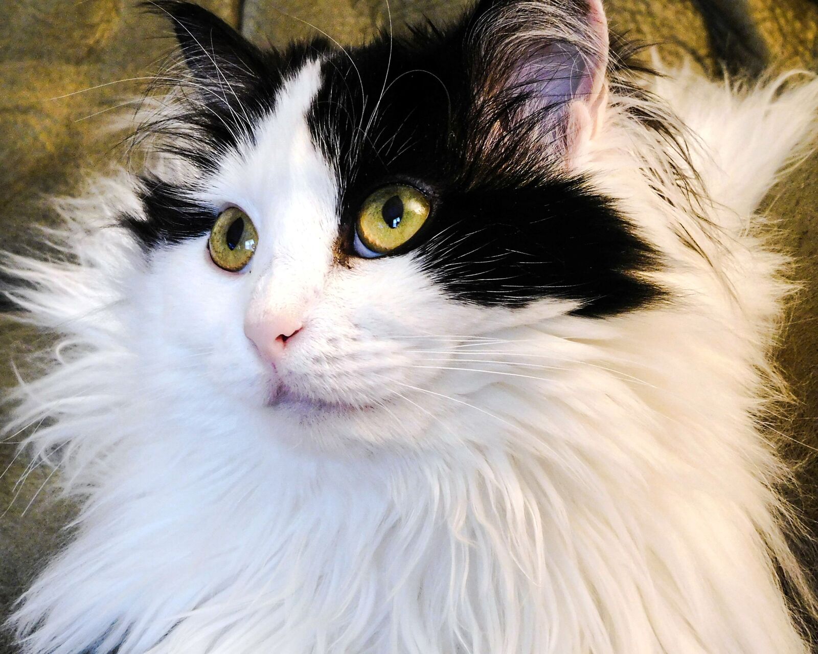 Nikon Coolpix S7000 sample photo. Cat, angel cat, kitty photography