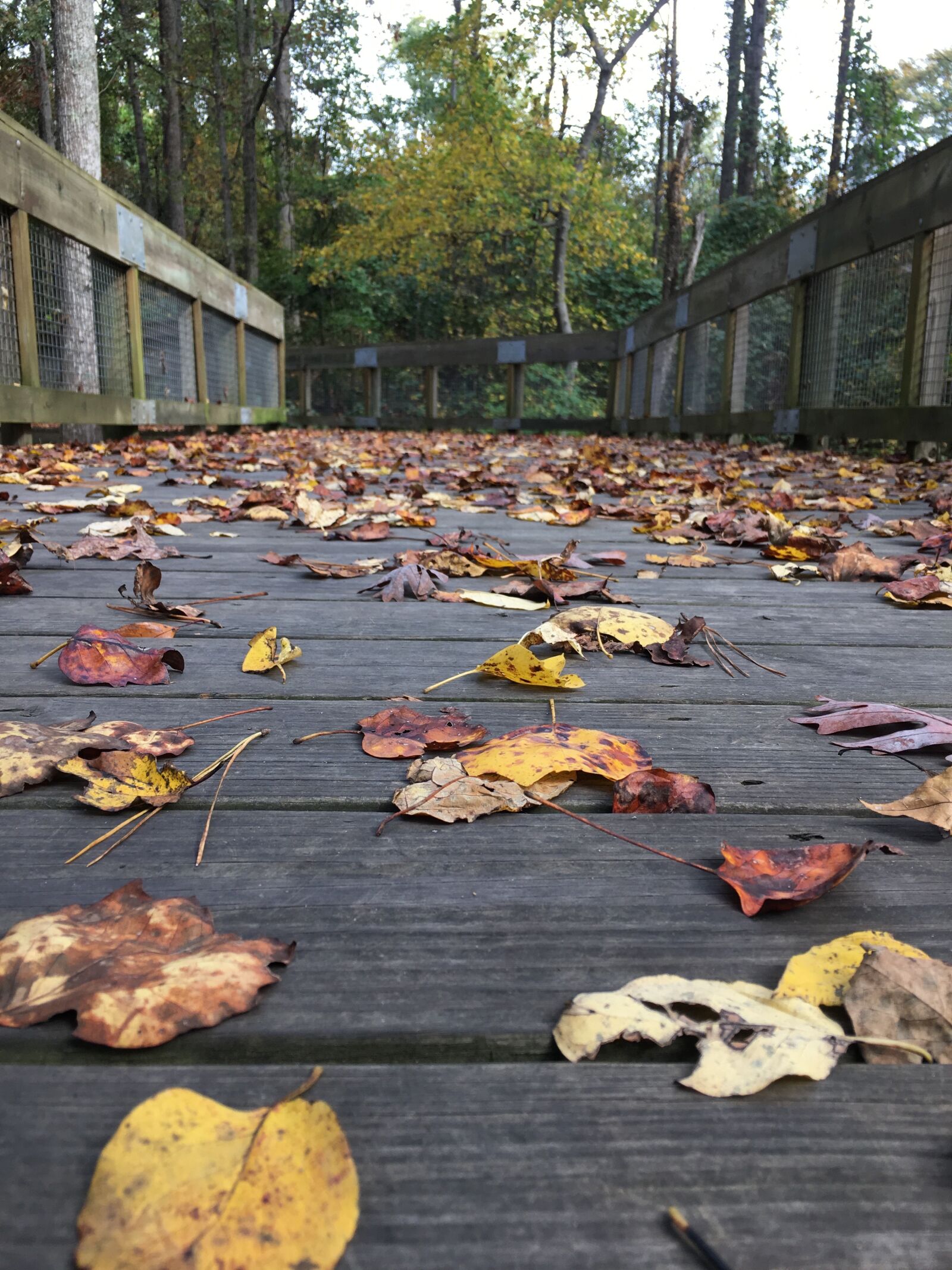 Apple iPhone 6s sample photo. Leaves, trees, bridge photography