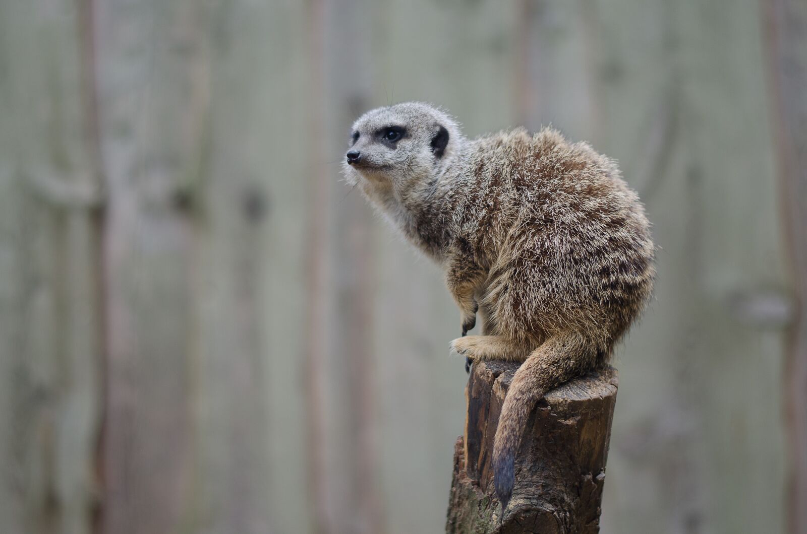 Nikon D5100 sample photo. Meerkat, nature, mammal photography