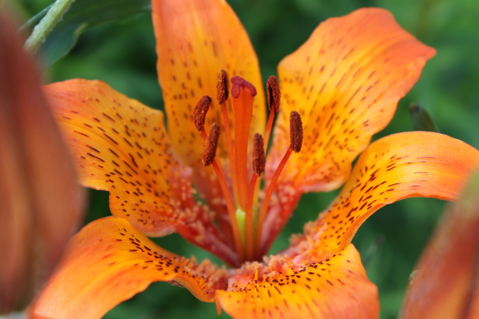 Canon EOS 1100D (EOS Rebel T3 / EOS Kiss X50) sample photo. Lily, flower, macro photography photography