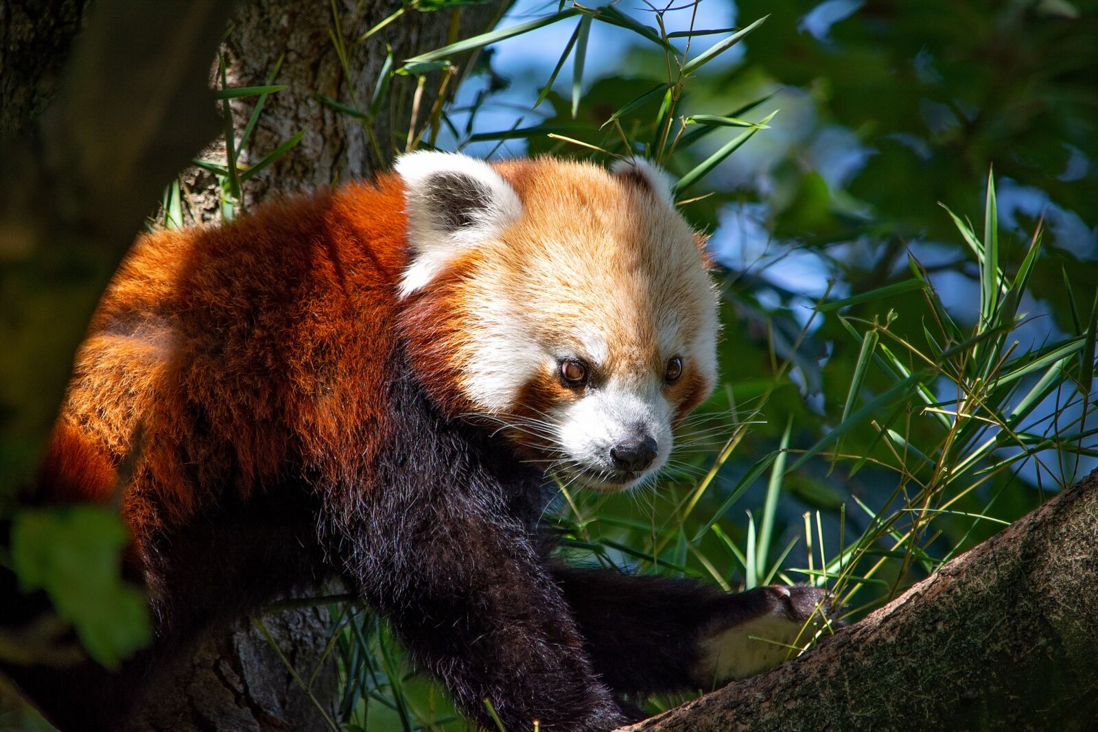 Nikon D7100 sample photo. Red panda, panda, bear photography