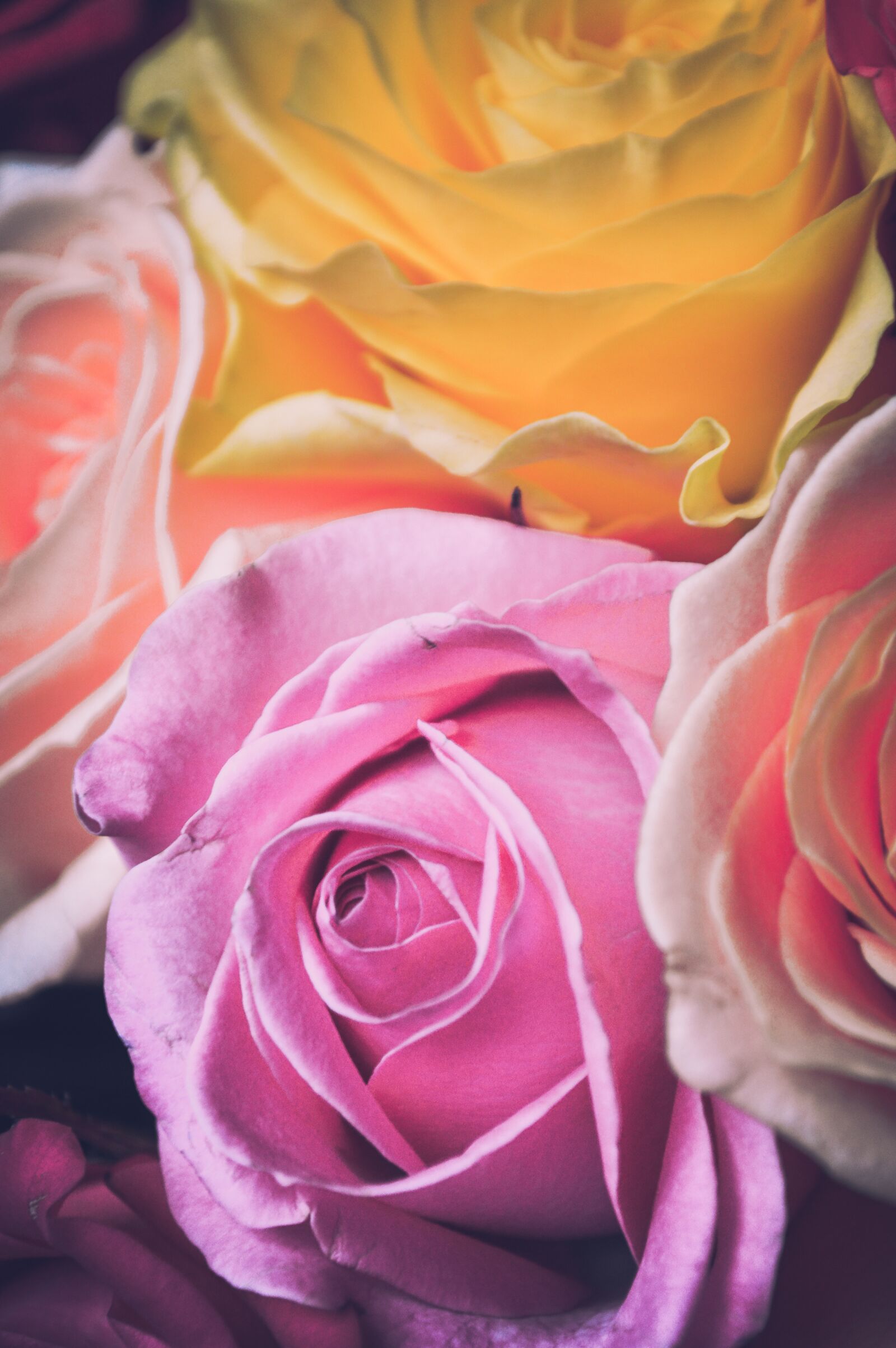 Nikon D3200 sample photo. International women's day, postcard photography