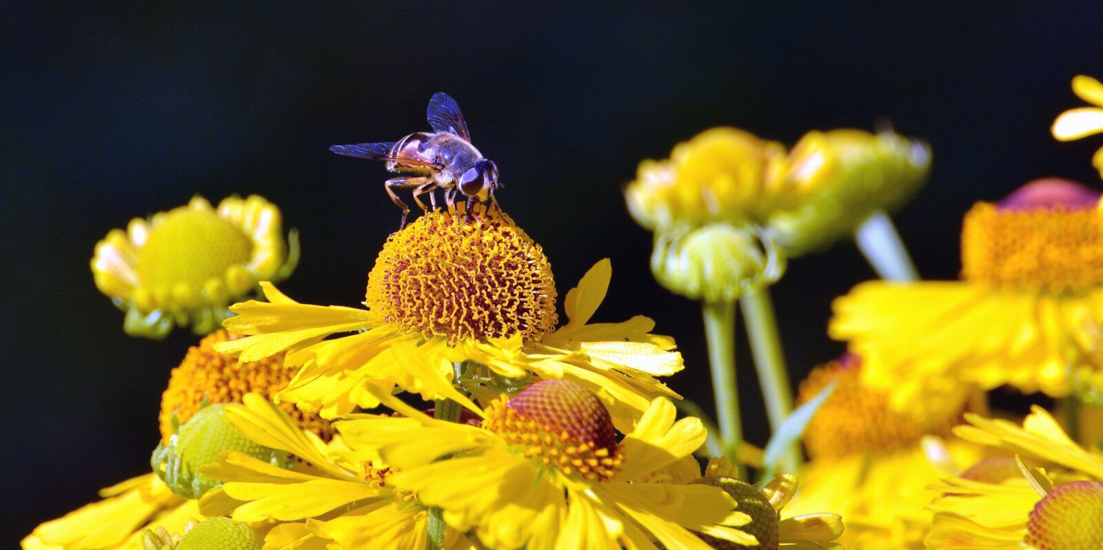 Nikon D5200 sample photo. Bee, pollen, pollination, flower photography