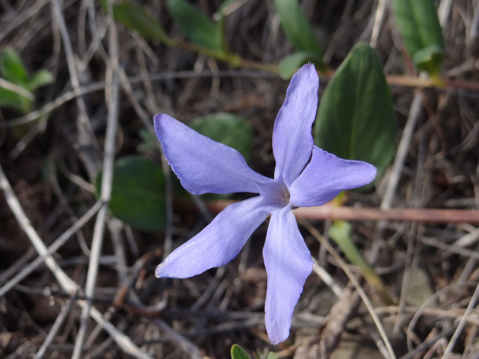 Sony Cyber-shot DSC-HX100V sample photo. Blue flower, flower, bloom photography