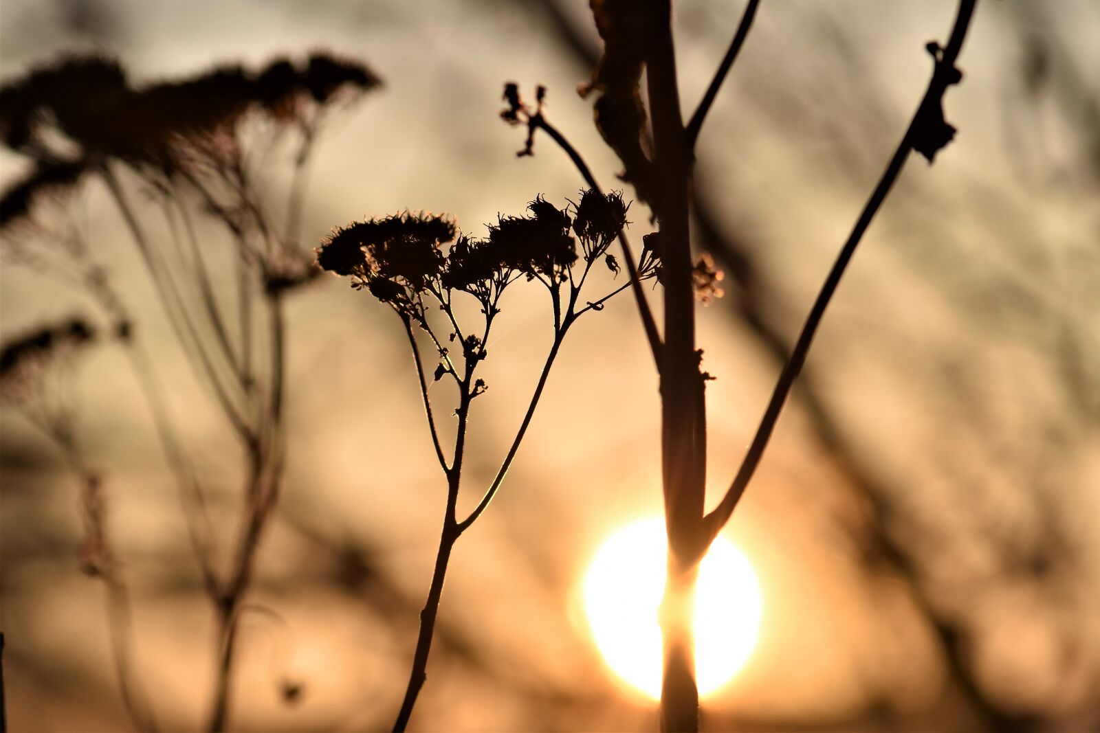 Nikon D5500 sample photo. Backlighting, mood, plant photography