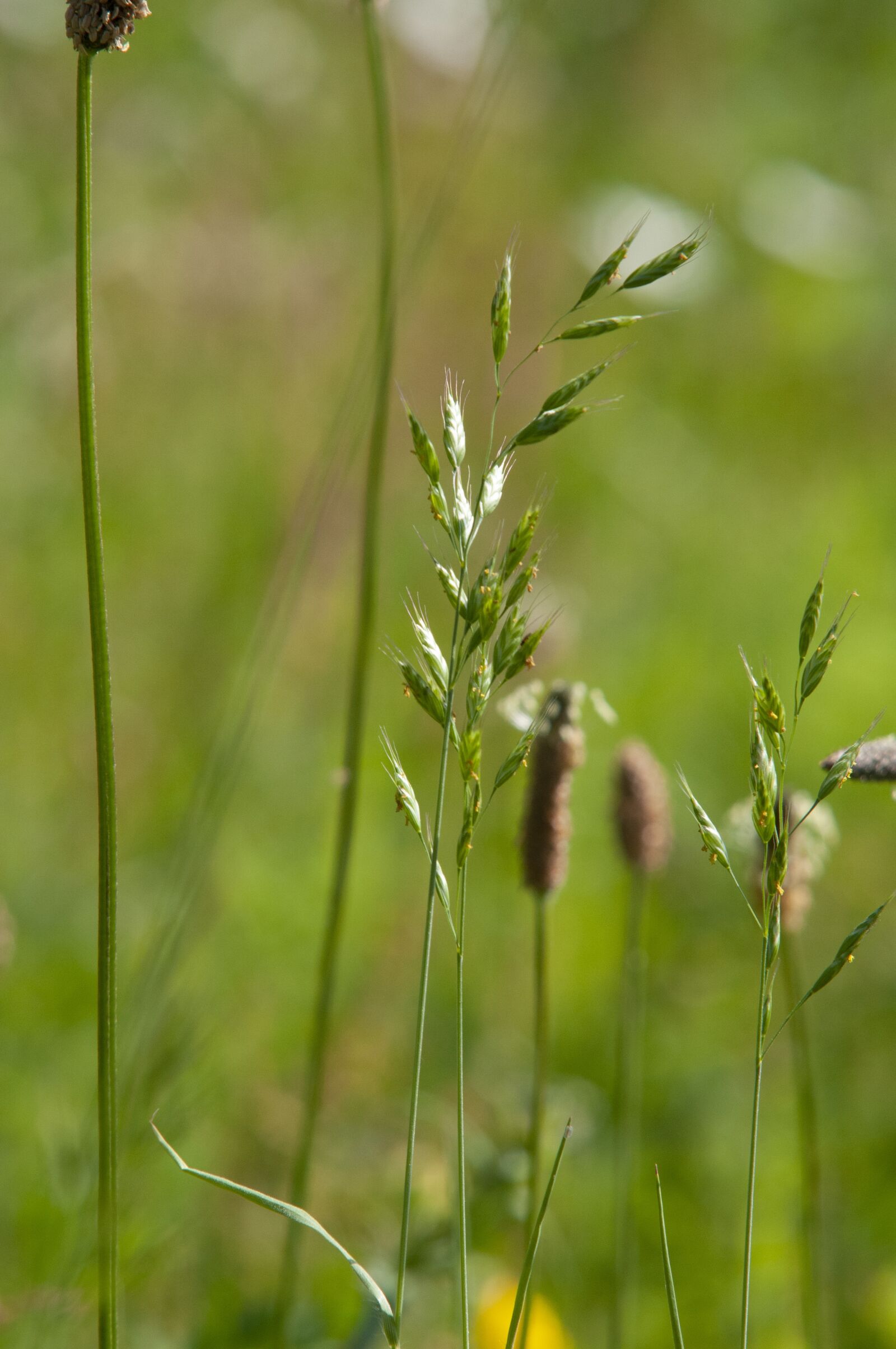 Nikon D300S sample photo. Meadow, grass, blade of photography