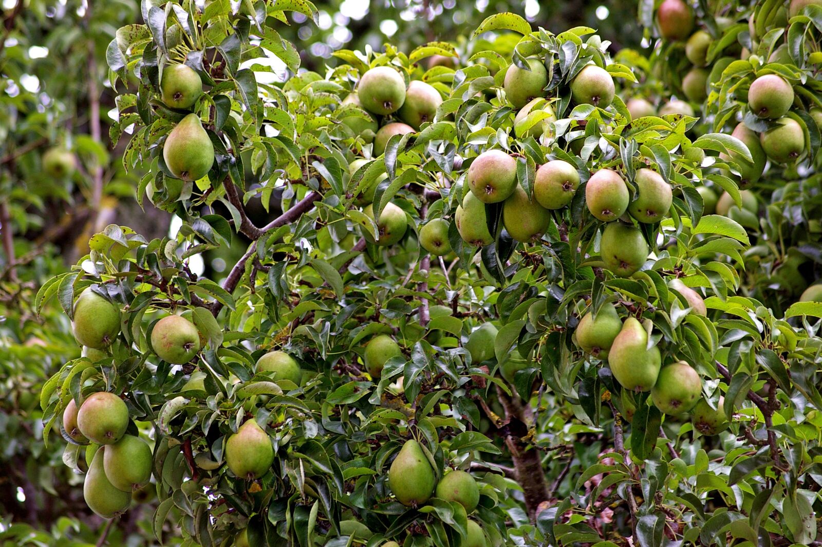 Pentax *ist DL2 sample photo. Pears, pear, harvest photography