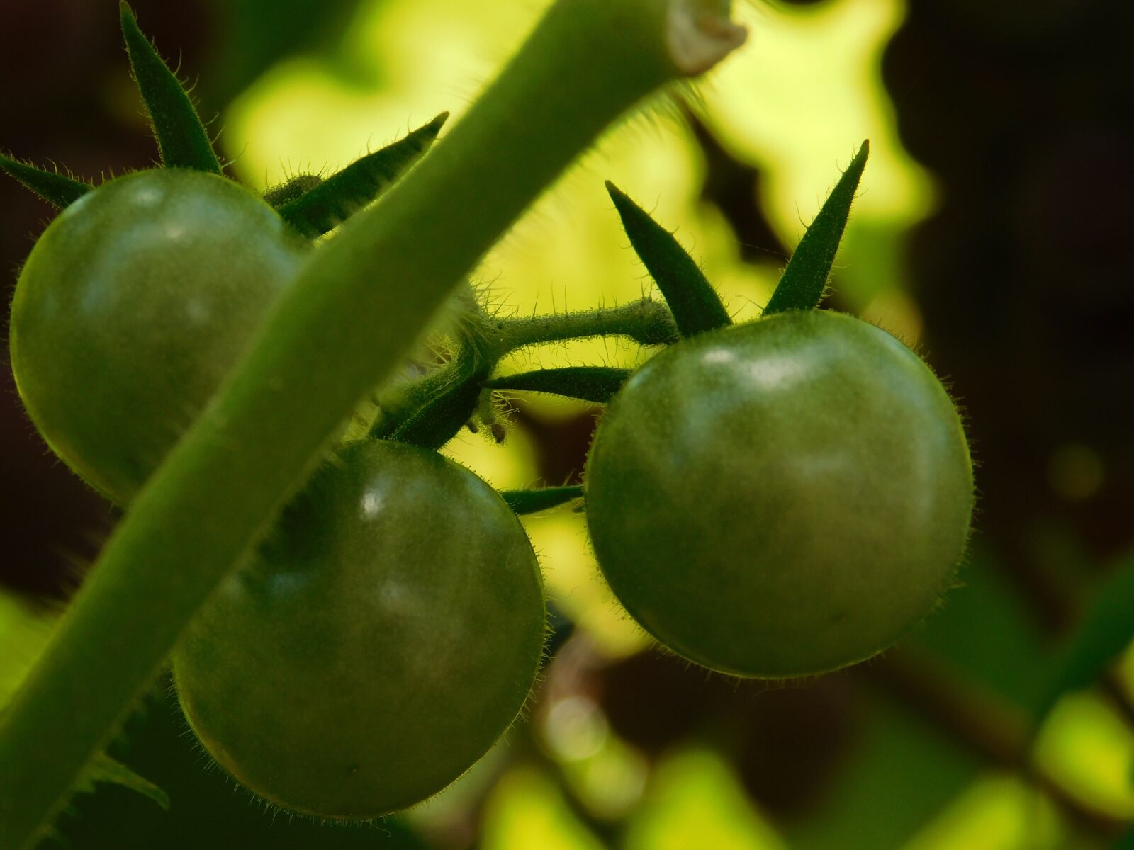 Nikon Coolpix L840 sample photo. Tomato, green, garden photography