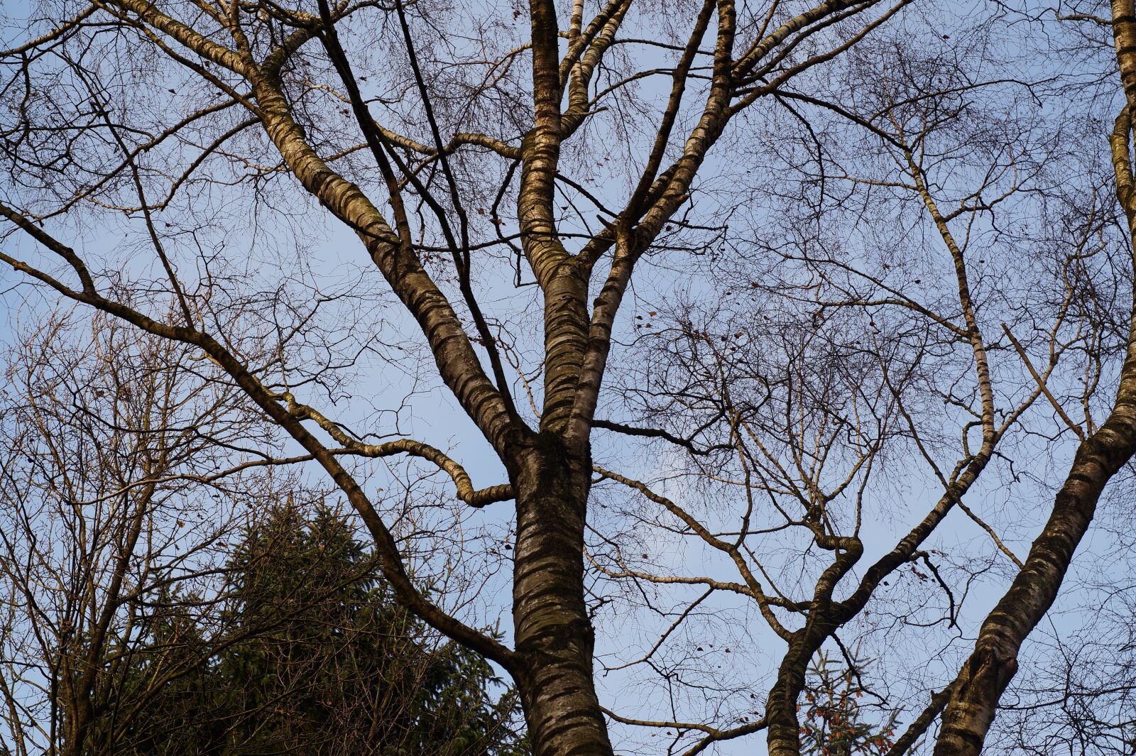 Sony SLT-A58 sample photo. Tree, kahl, tribe photography