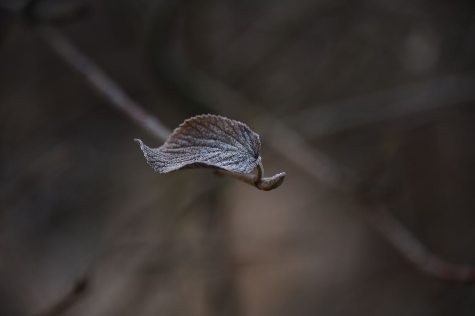 Nikon D850 sample photo. Winter, frost, plants photography