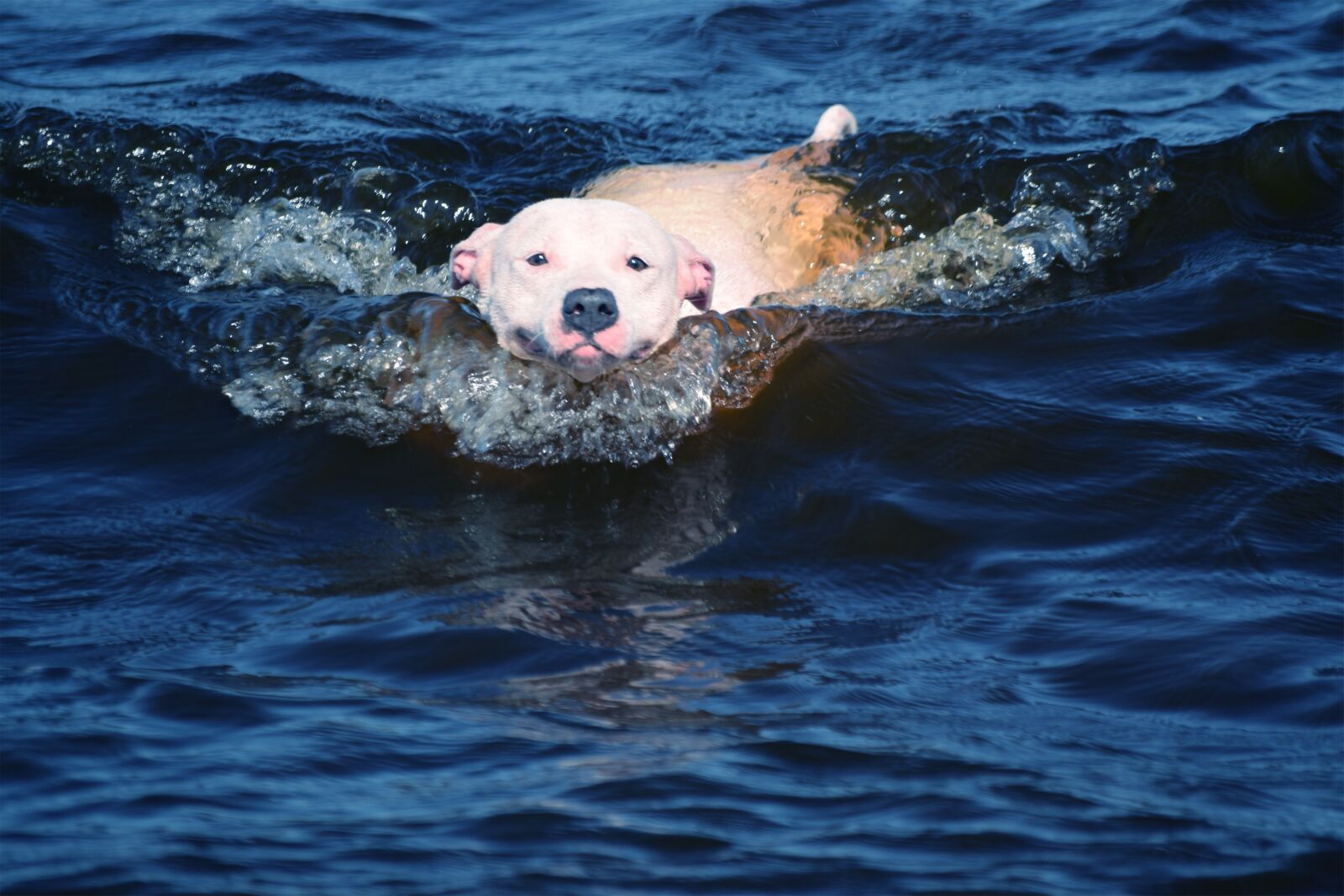 Nikon D3300 sample photo. Dog, water, surfing photography