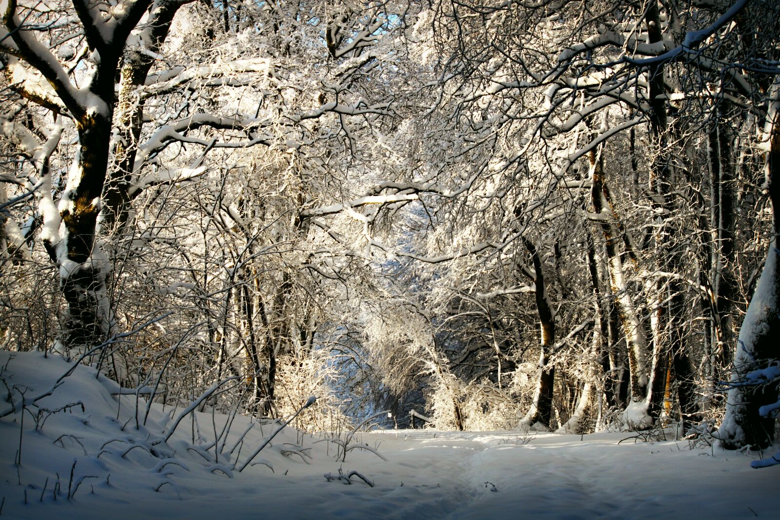 Canon EOS 500D (EOS Rebel T1i / EOS Kiss X3) sample photo. Winter, wintry, snow photography