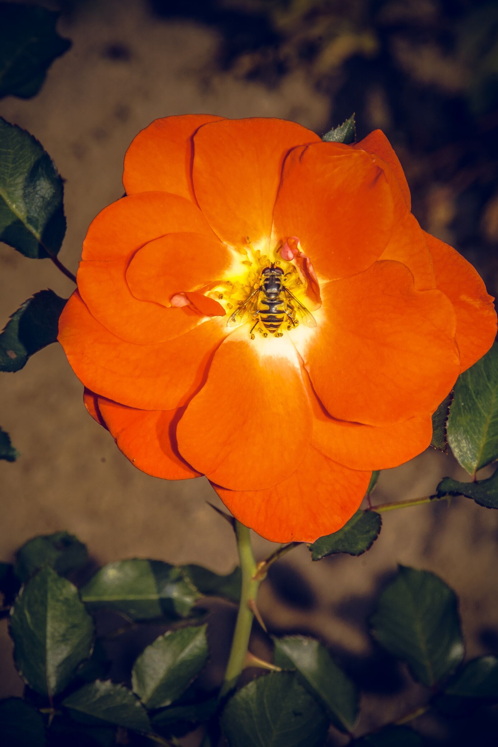 Sony ILCA-77M2 sample photo. Rose, blossom, bloom photography