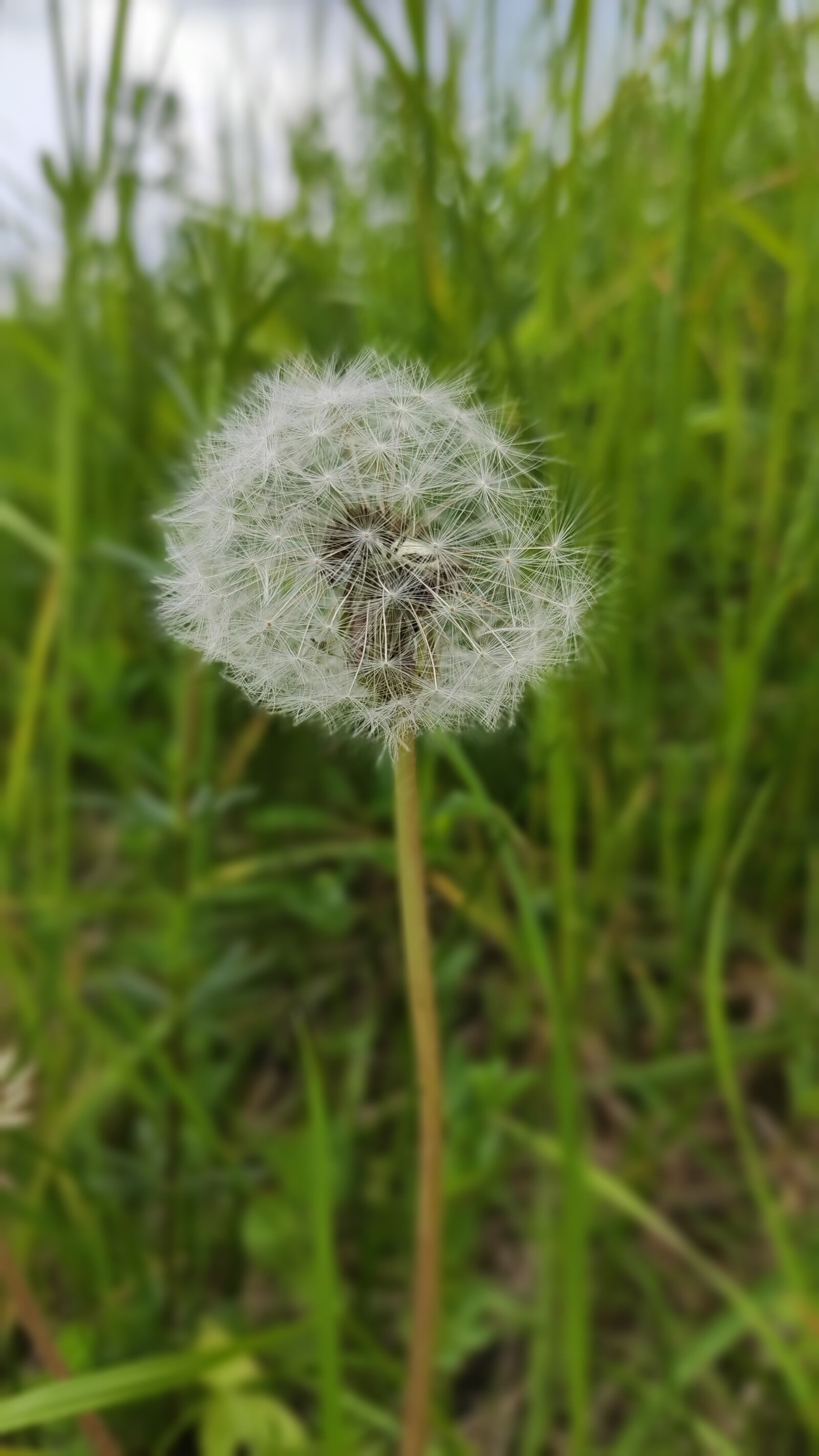 Xiaomi MI CC 9 sample photo. Dandelion, grass, green photography