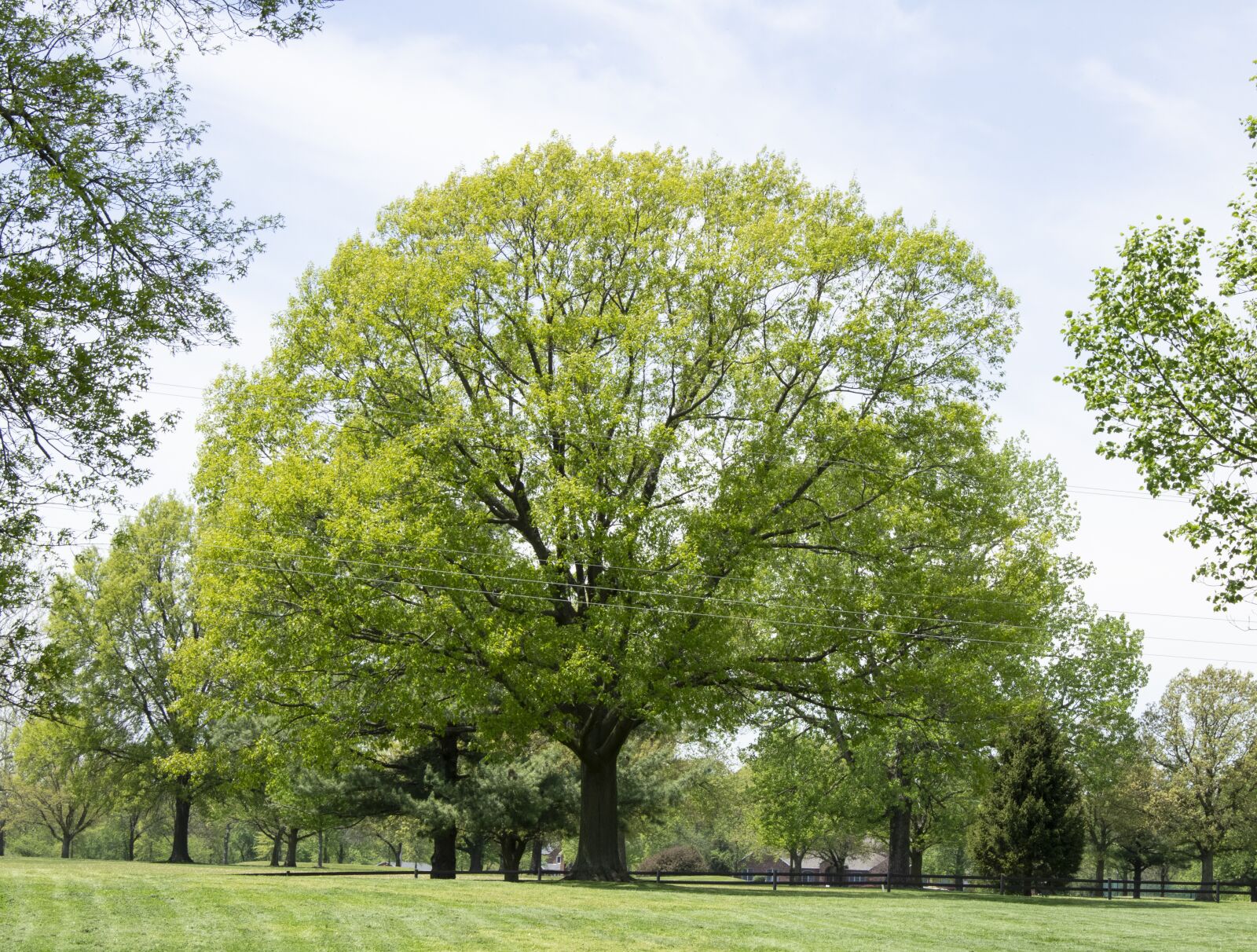 Canon EOS 2000D (EOS Rebel T7 / EOS Kiss X90 / EOS 1500D) sample photo. Tree, spring, green photography