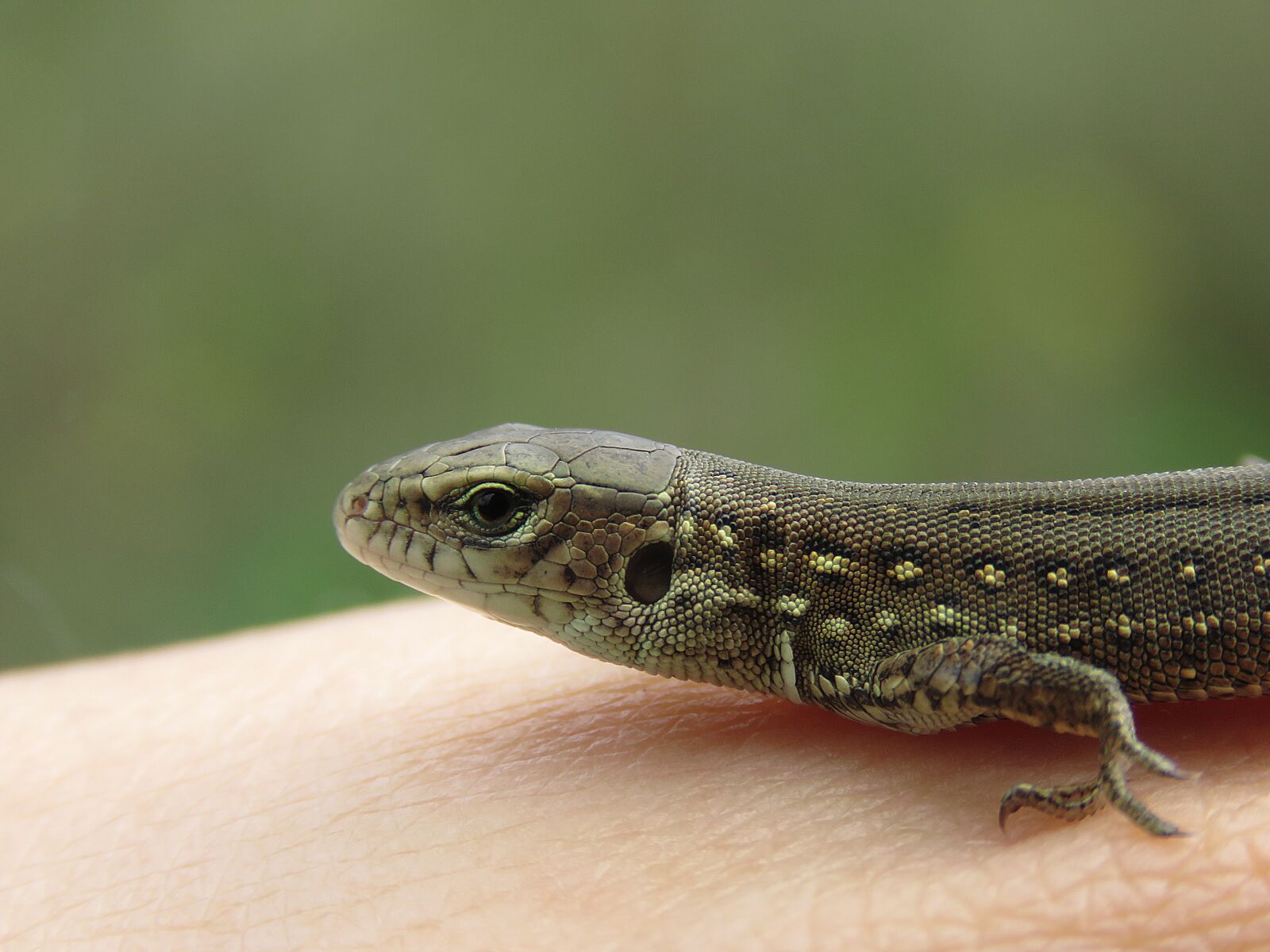 Canon PowerShot SX60 HS sample photo. Lizard, reptiles, creeping things photography