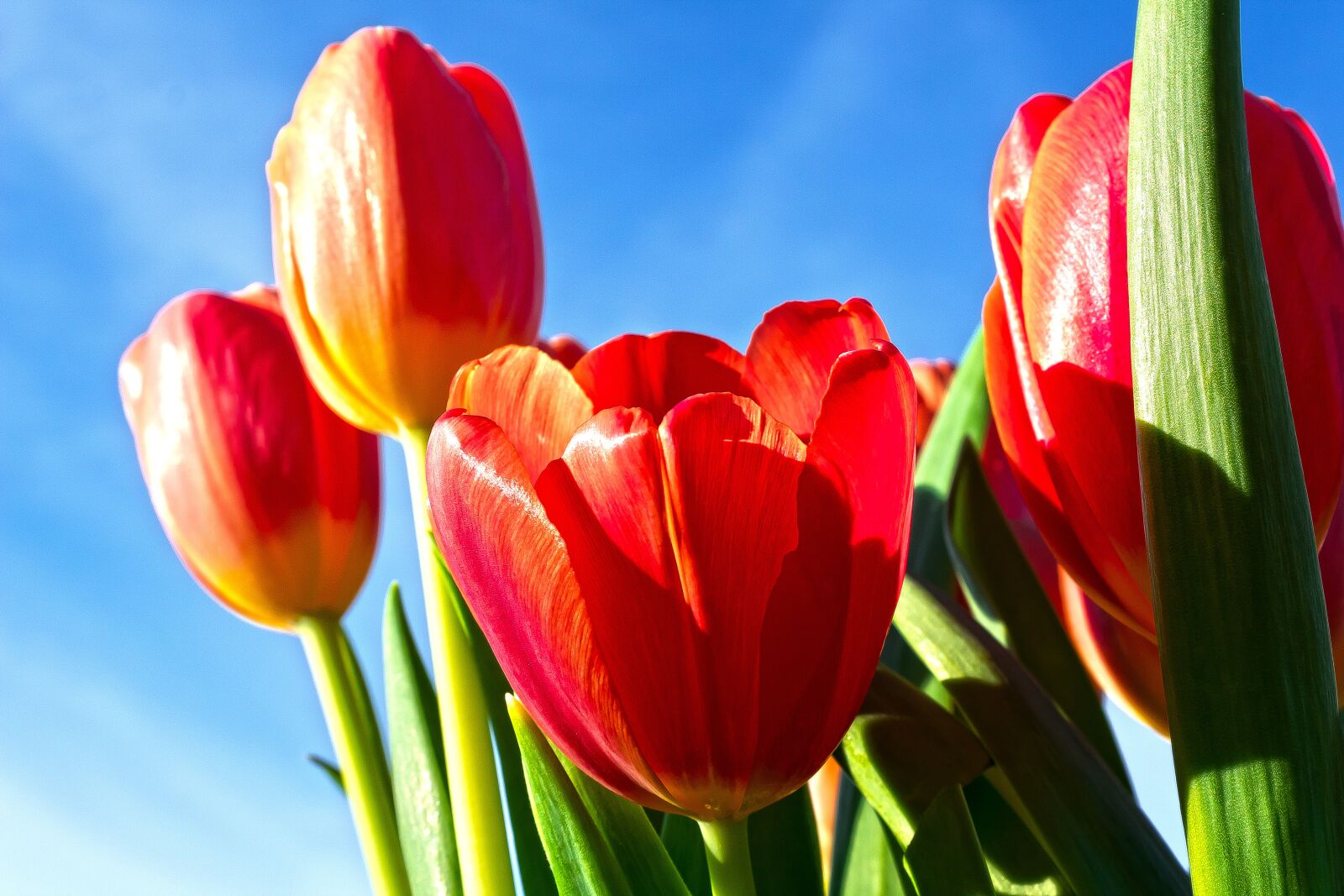 Canon EOS 1300D (EOS Rebel T6 / EOS Kiss X80) sample photo. Tulip, lilies, spring photography