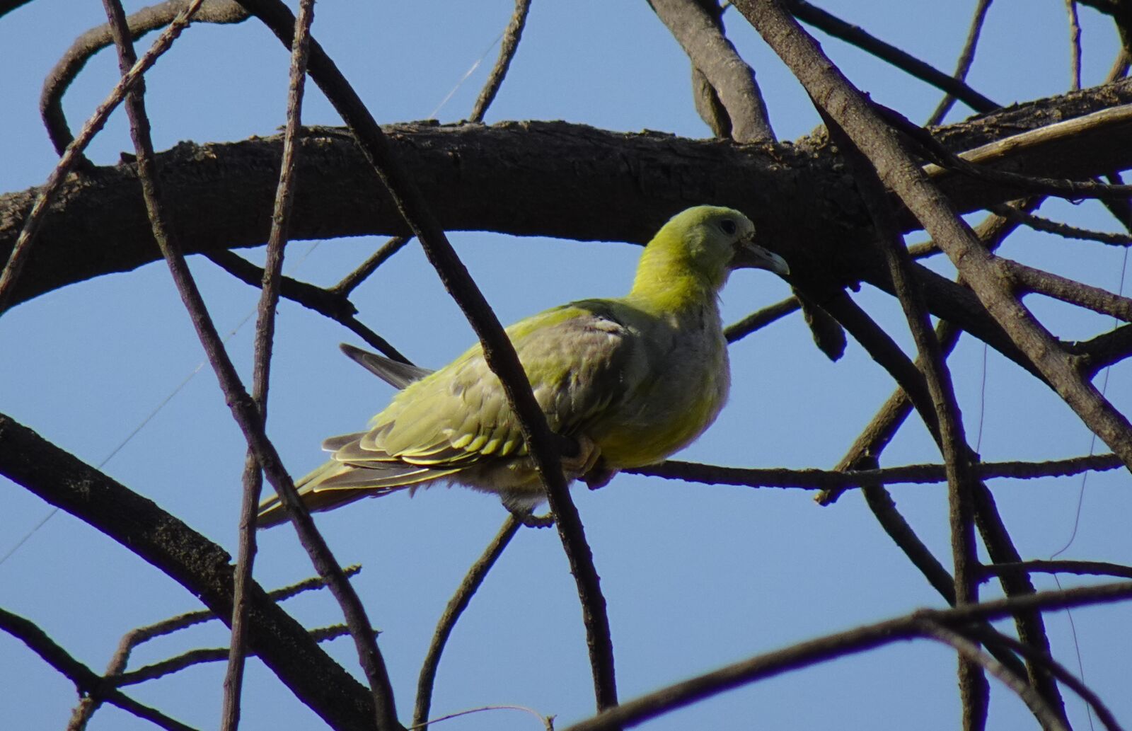 Sony DSC-WX800 sample photo. Bird, pigeon, chick photography