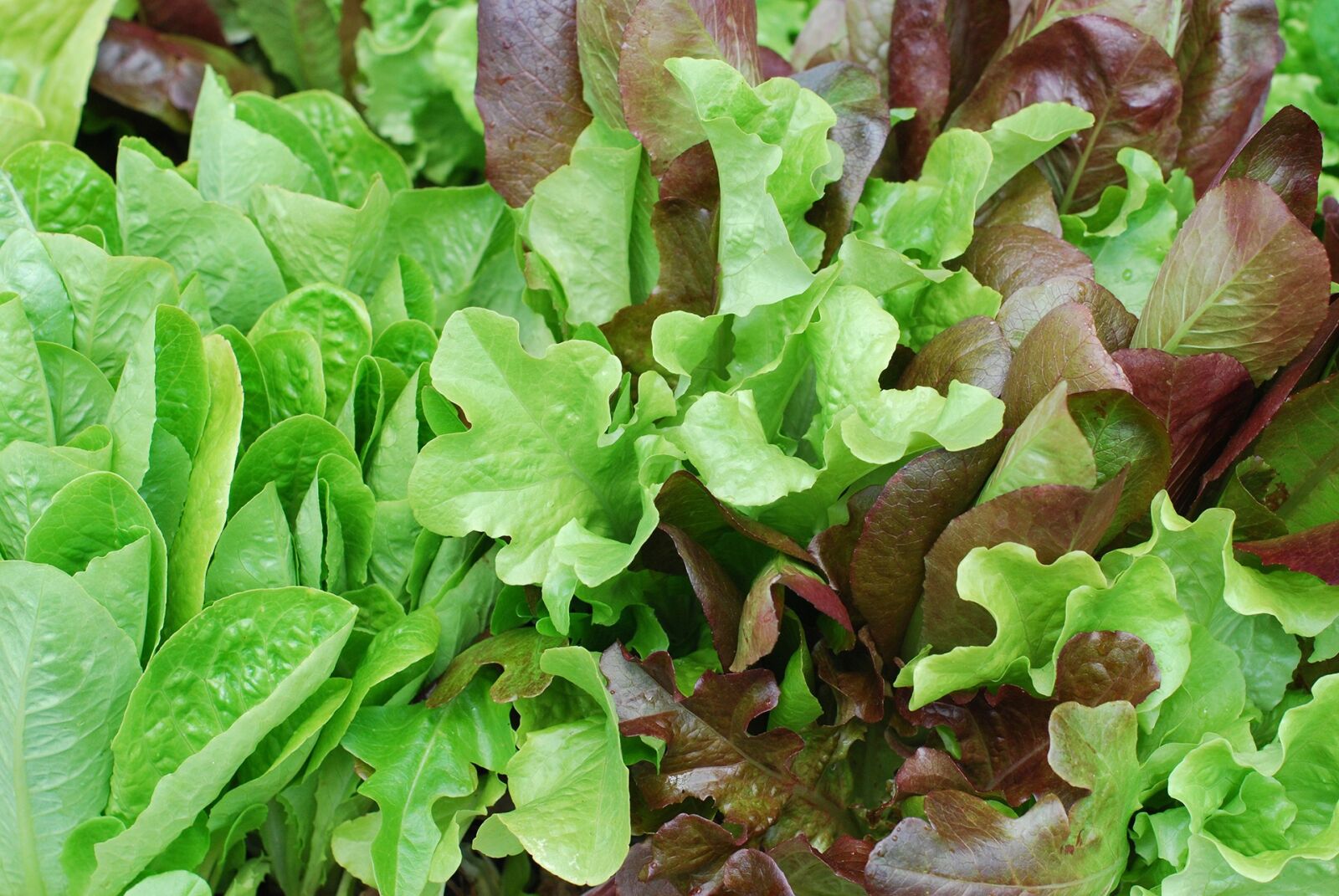 Nikon D40X sample photo. Salad, lettuce, baby lettuce photography