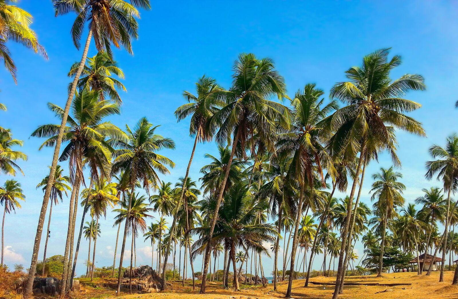 Samsung Galaxy S3 sample photo. Beach, blue, sky, coconut photography