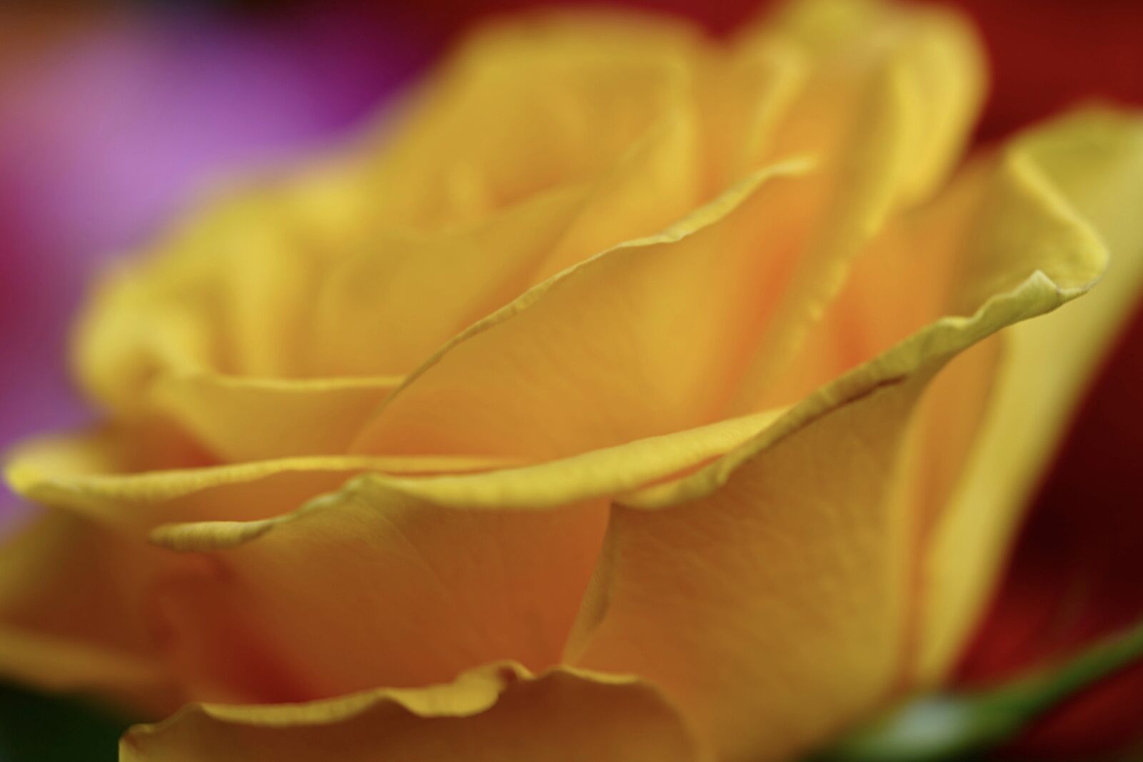 Sony FE 90mm F2.8 Macro G OSS sample photo. Rose, yellow rose, yellow photography
