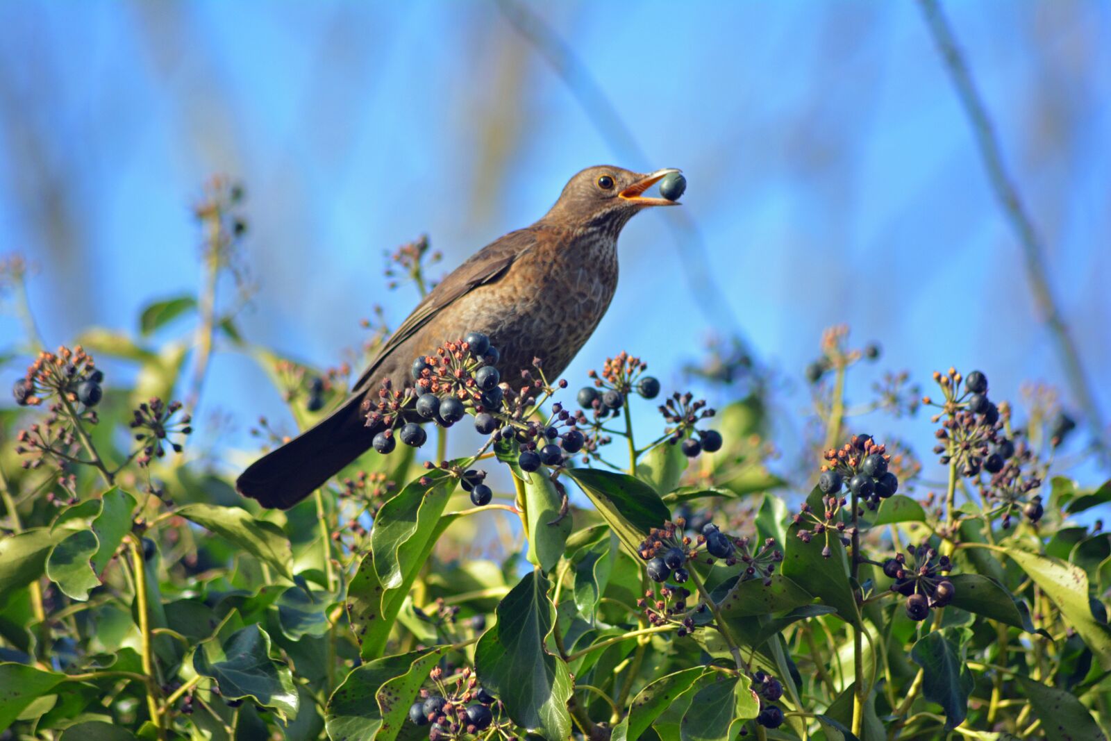 Nikon D5200 sample photo. Nature, birds, fauna photography