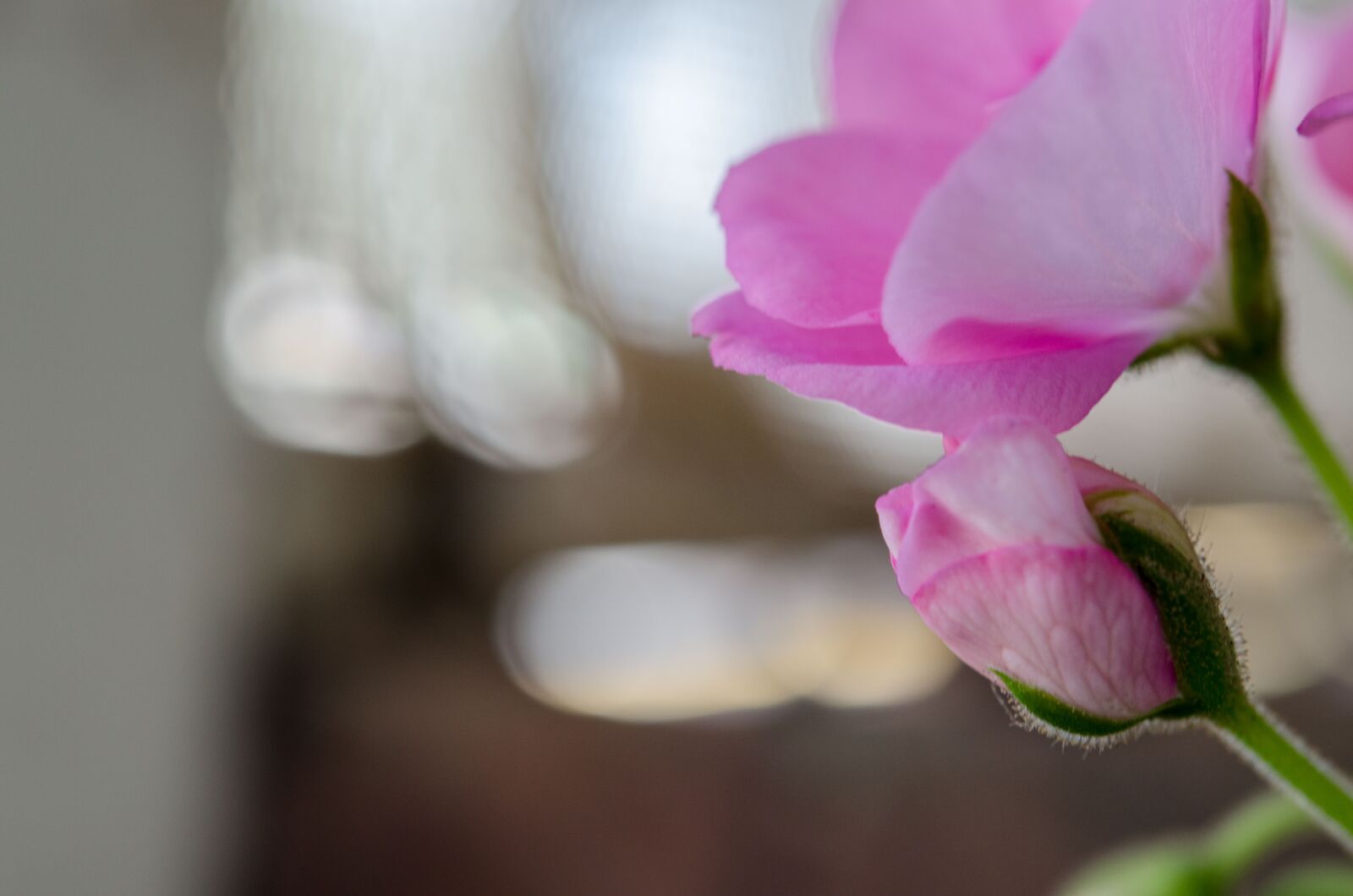 Nikon D5100 sample photo. Flower, plant, rosa photography