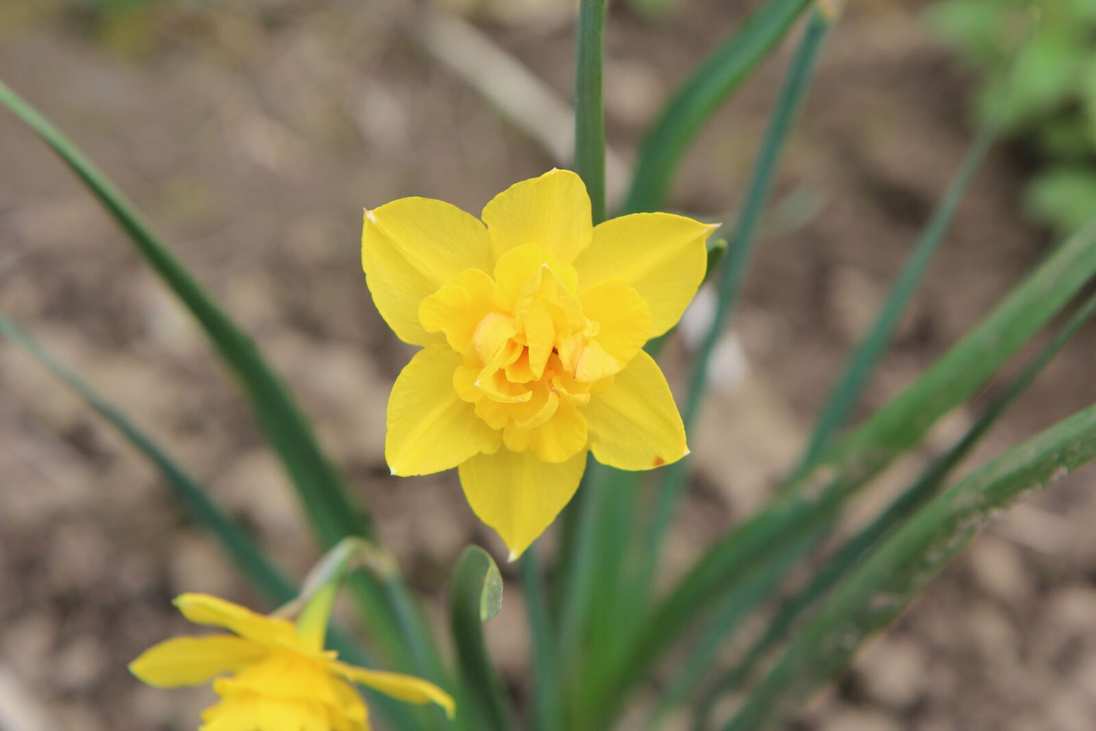 Canon EOS 600D (Rebel EOS T3i / EOS Kiss X5) sample photo. Narcissus, narcissus yellow, yellow photography