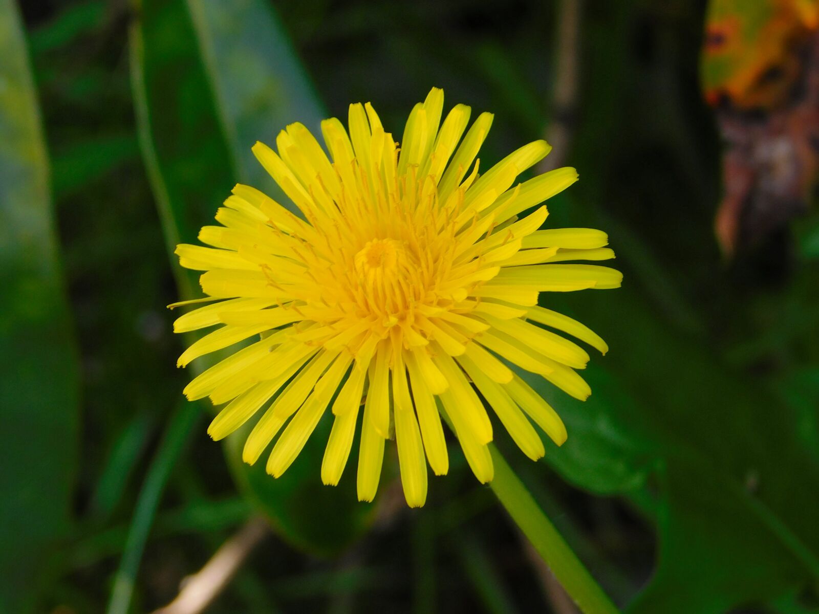 Nikon Coolpix L840 sample photo. Sow-thistle, yellow flower, spring photography