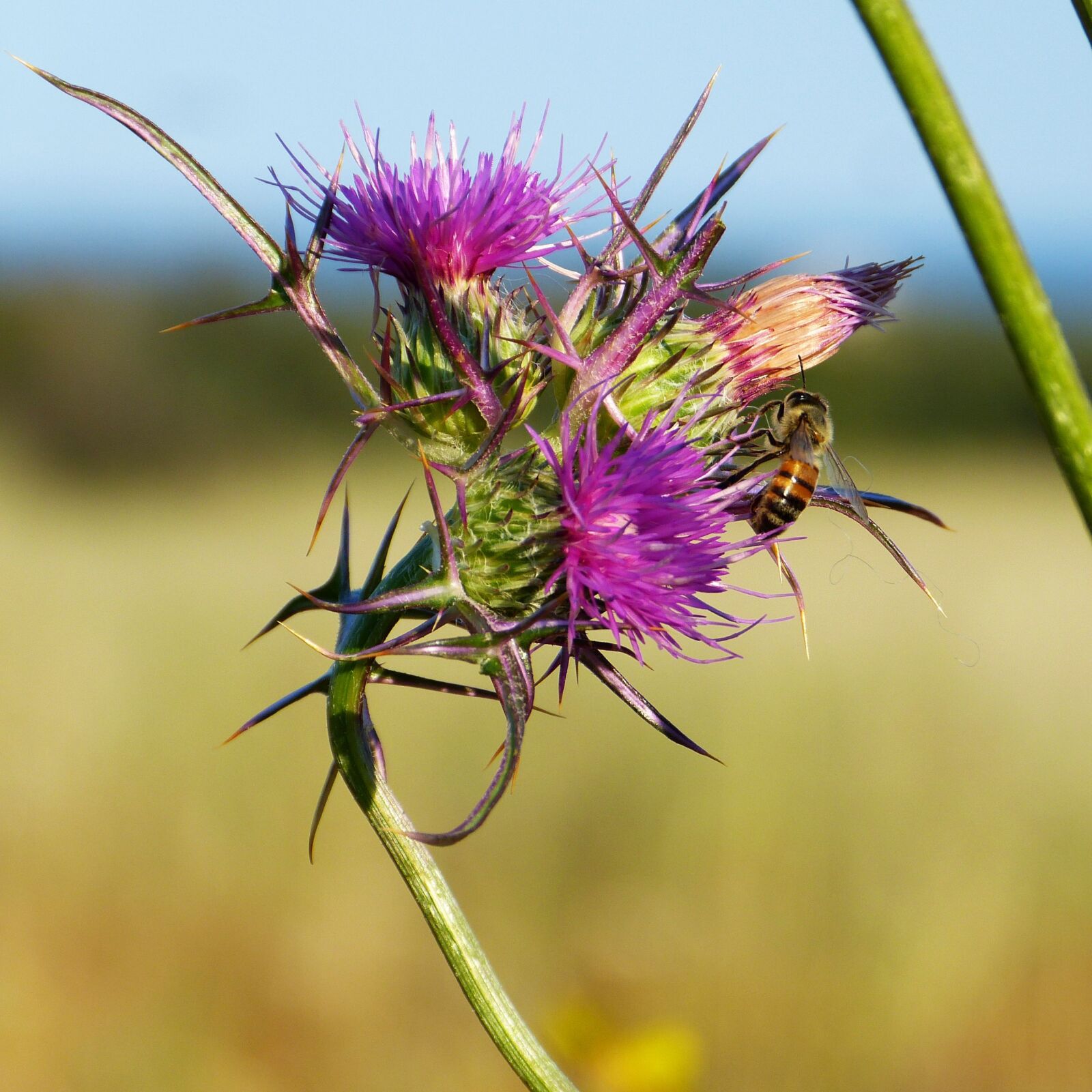 Panasonic Lumix DMC-FZ150 sample photo. Thistle, thorns, flower photography