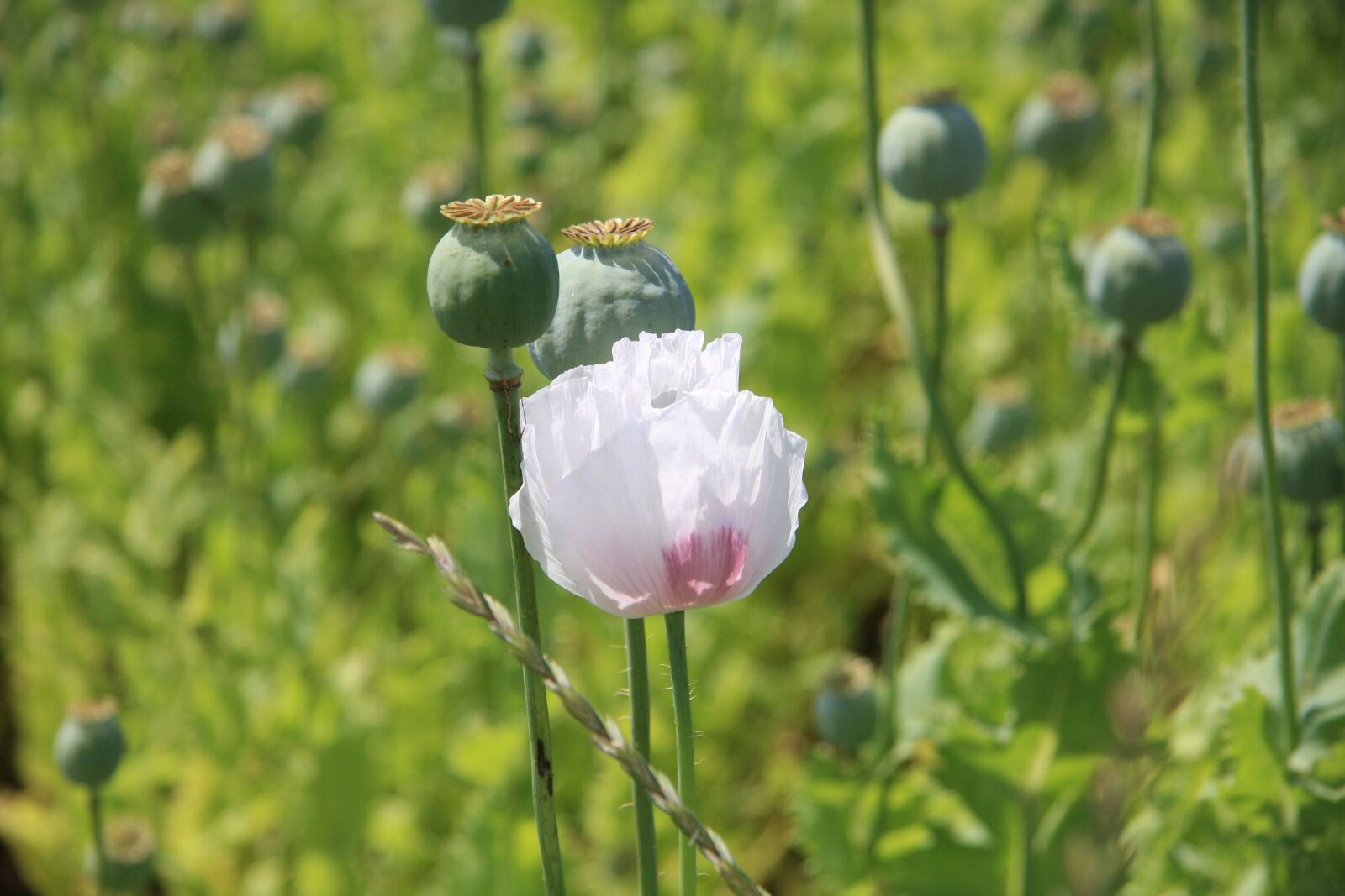 Canon EOS 40D sample photo. Moon, flower, field photography