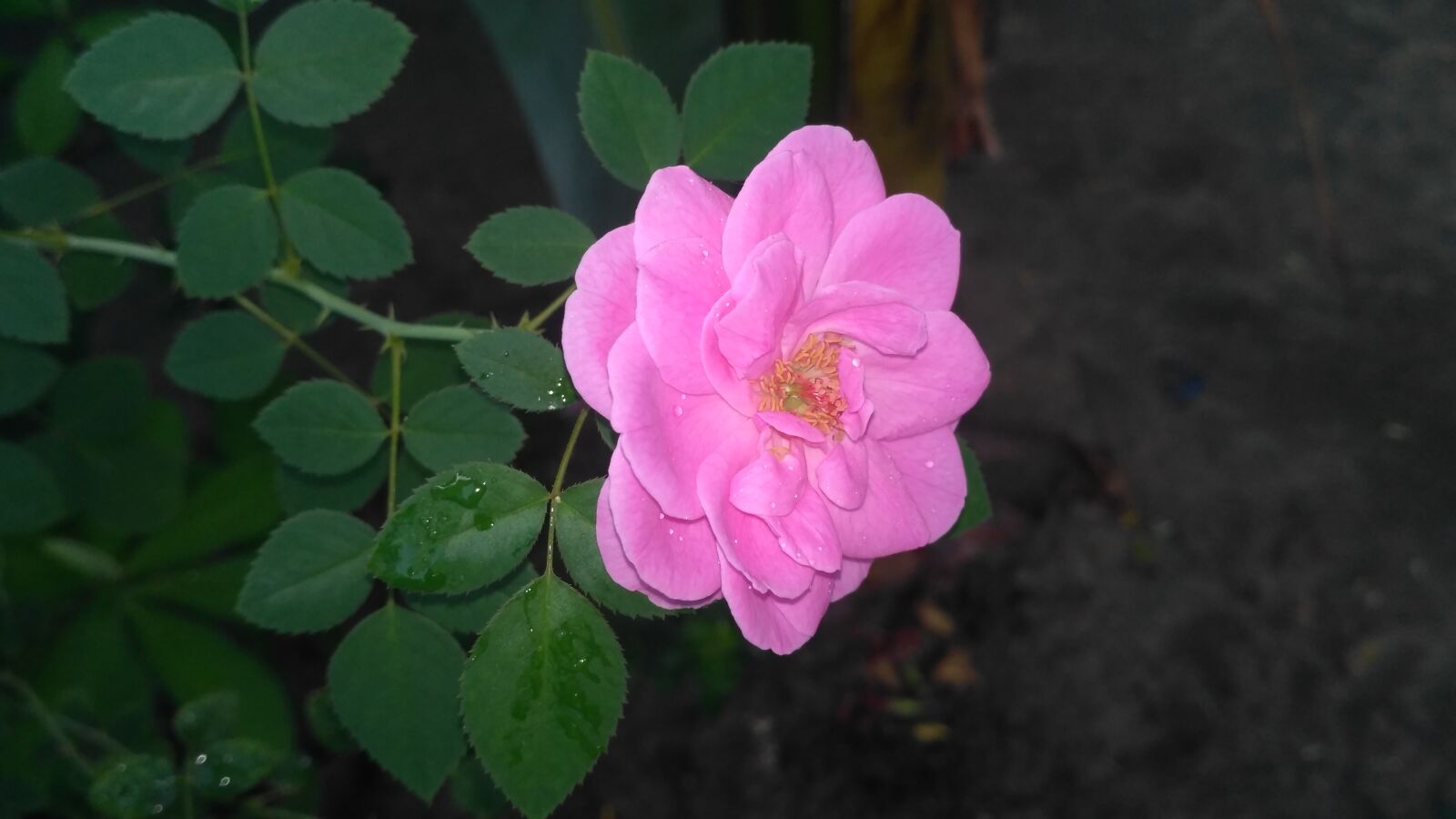 Xiaomi Redmi 3S sample photo. Rose flower, red rose photography