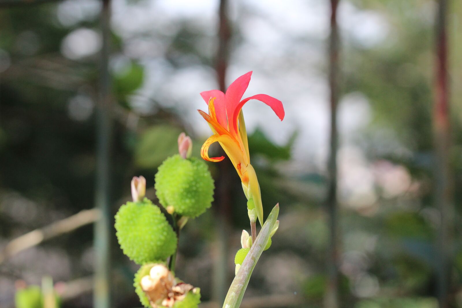 Canon EOS 1200D (EOS Rebel T5 / EOS Kiss X70 / EOS Hi) sample photo. Cactus, flower, brazil photography