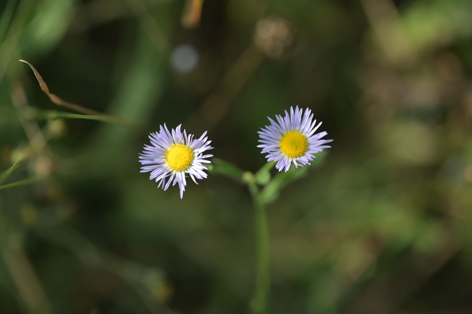 Nikon Z6 sample photo. Daisy, flowers, white flowers photography