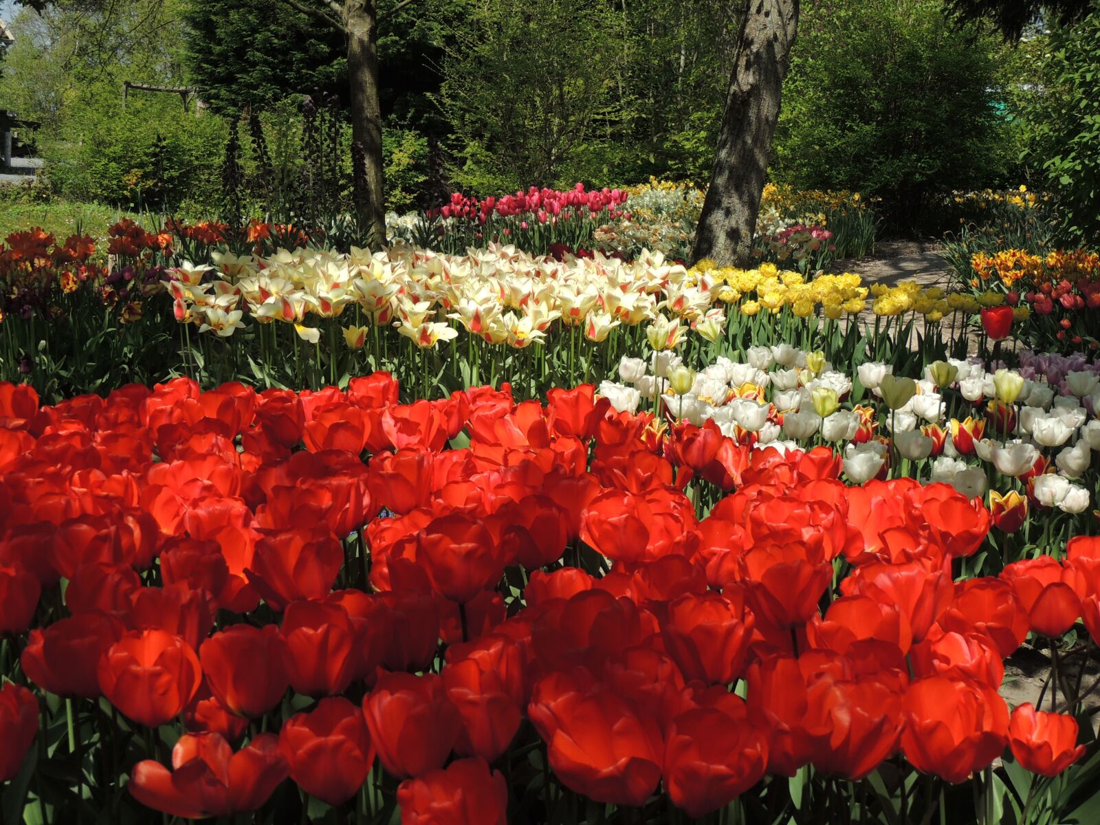 Nikon Coolpix P510 sample photo. Garden, tulips, anna paulowna photography