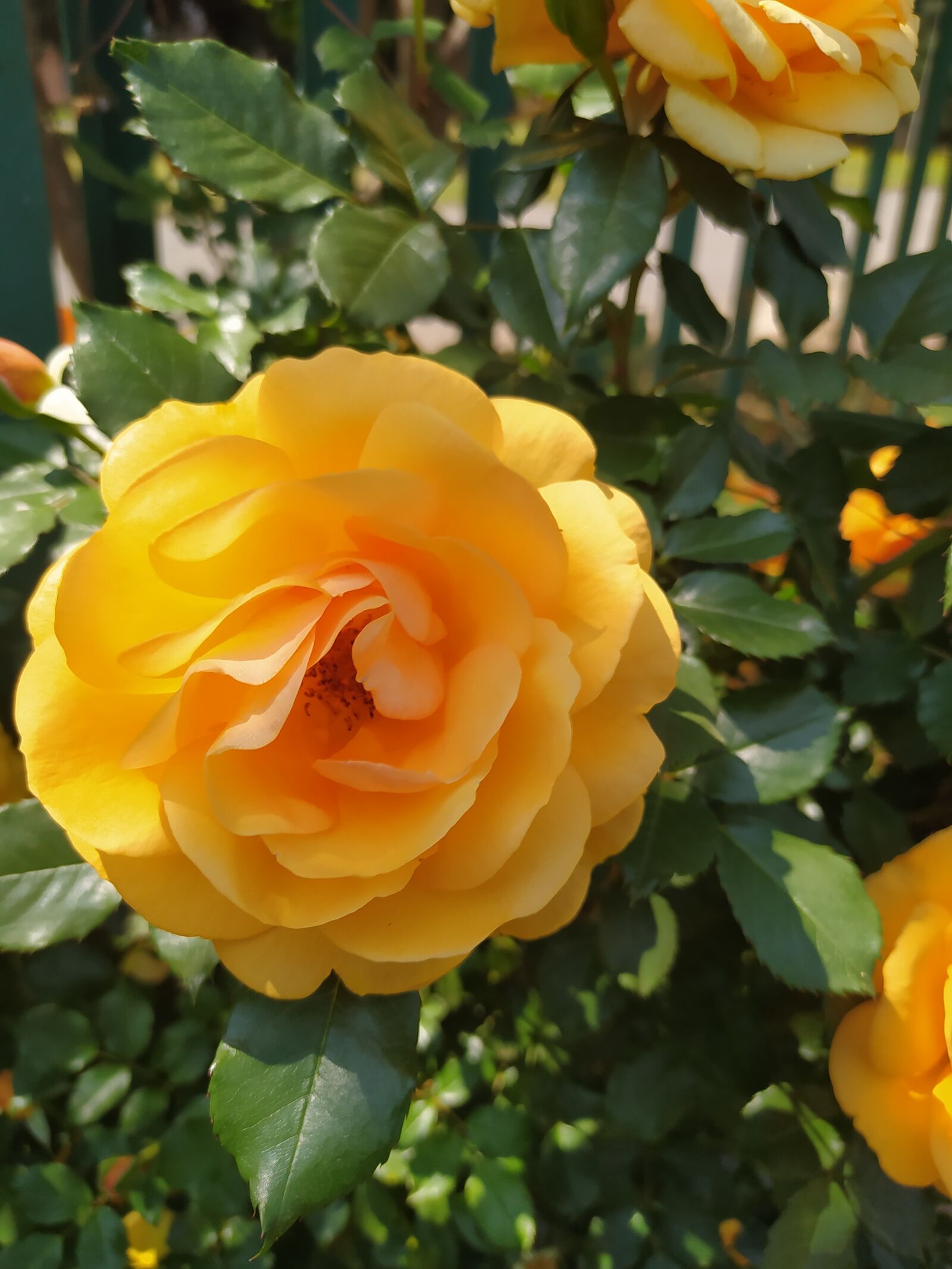 Xiaomi Redmi Note 8 sample photo. Rose, yellow, flower photography